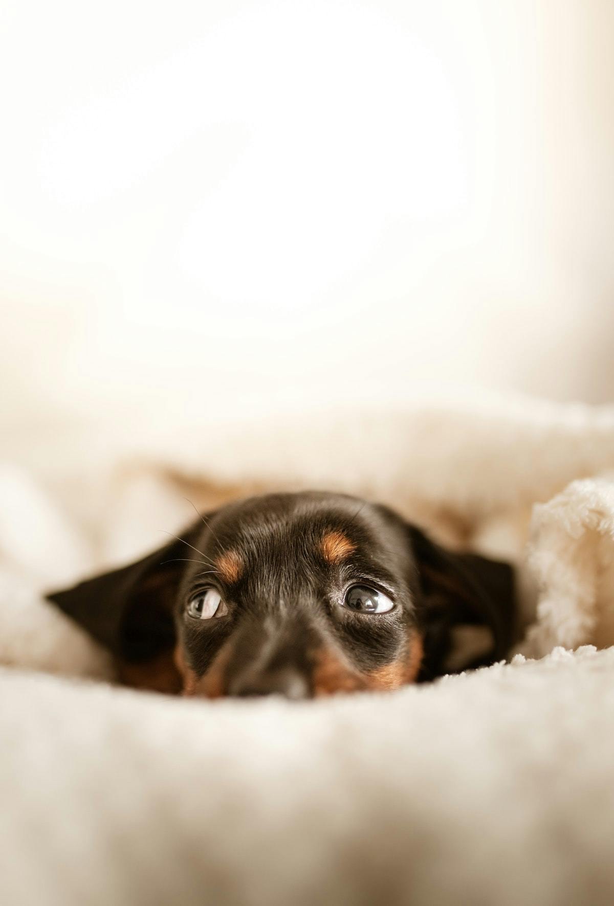 Modsætte sig Livlig Villain Blasenentzündung bei Hunden: Das hilft deinem Vierbeiner