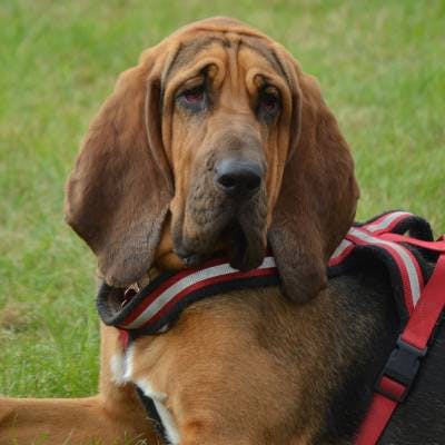 are bloodhounds intelligent dogs