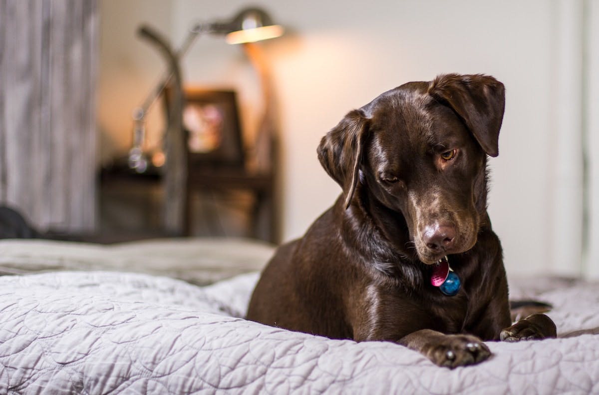 was kostet ein labradorwelpe