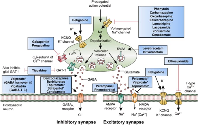 Mechanisms of contemporary anti-seizure medications.