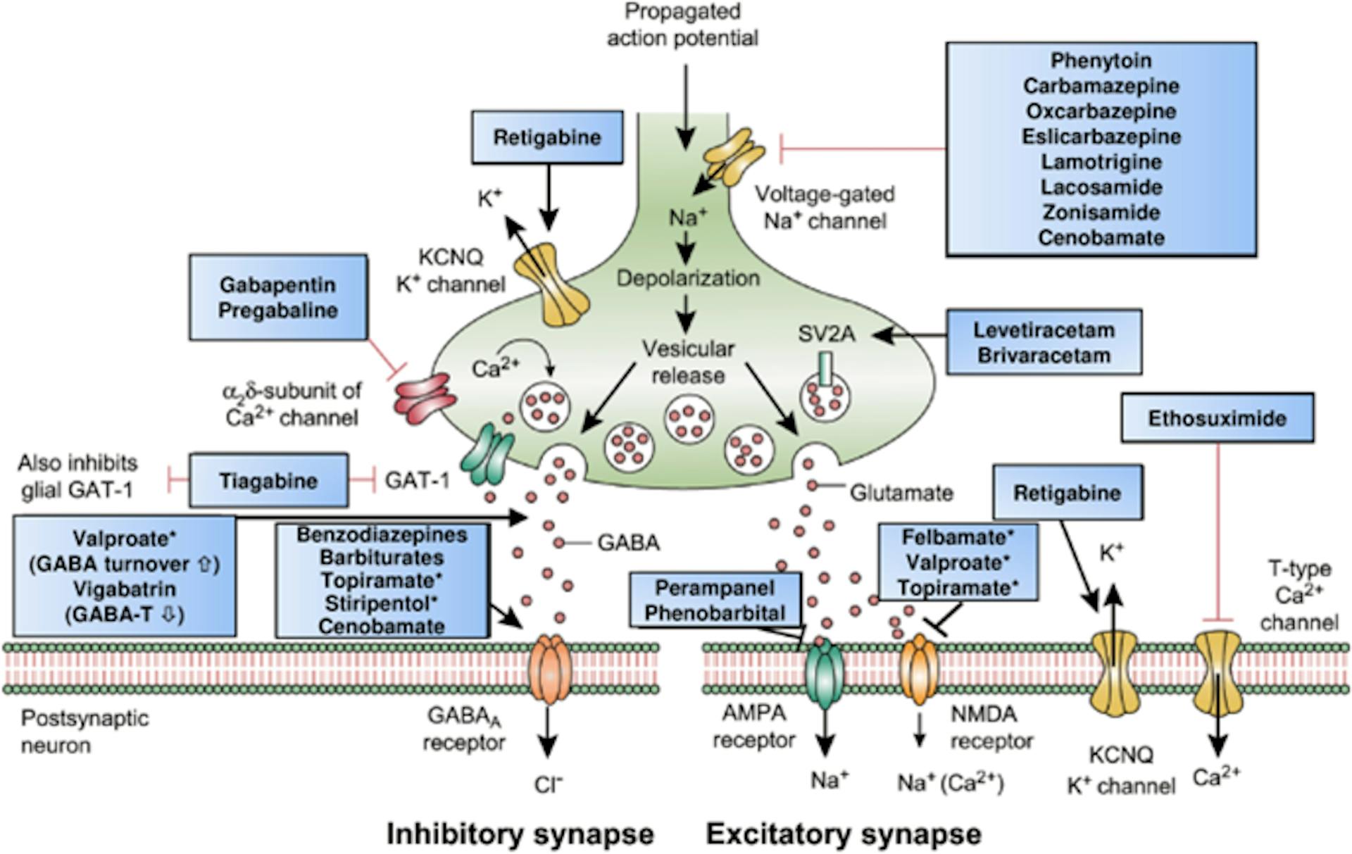 Mechanisms of contemporary anti-seizure medications.