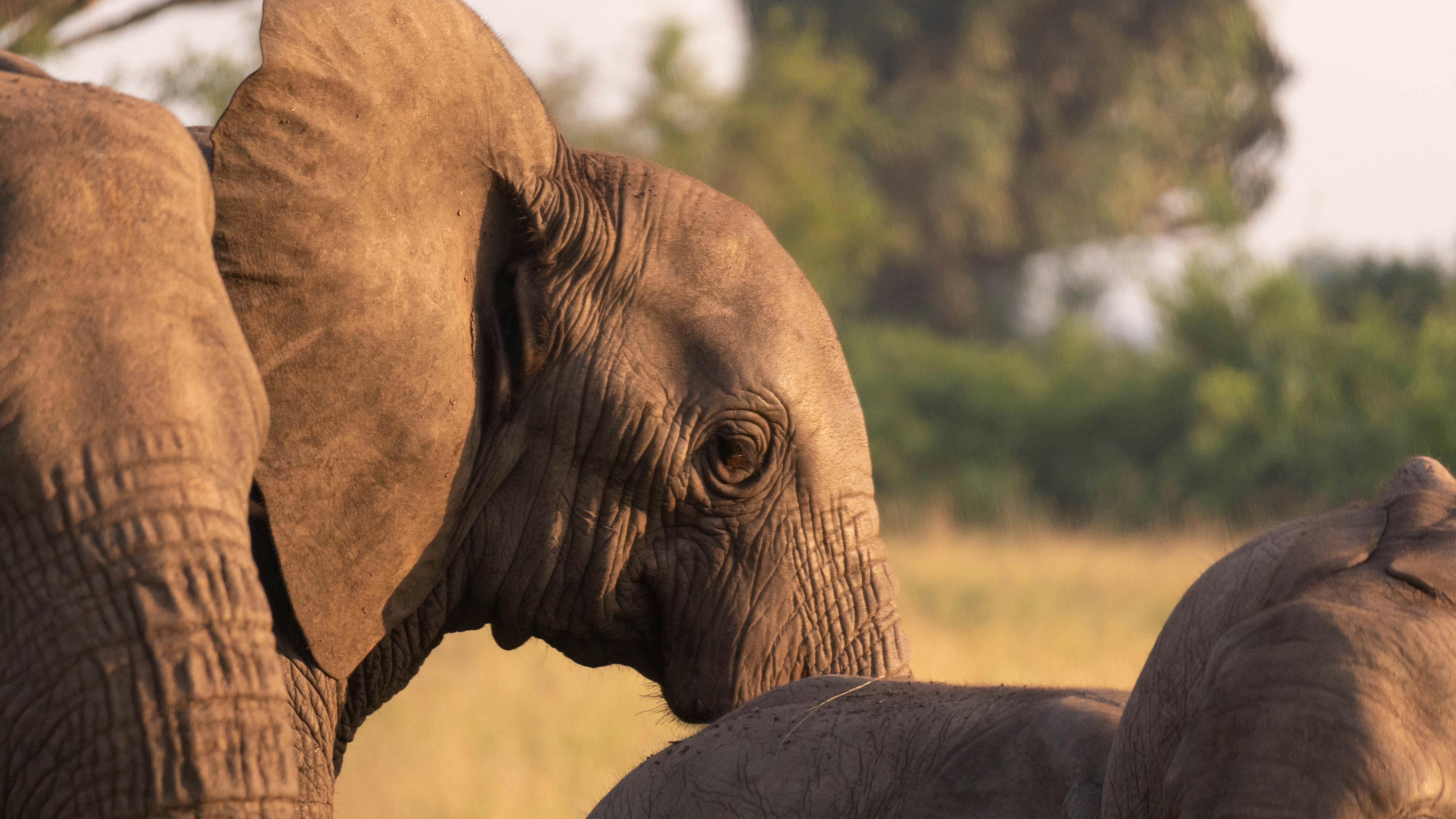 Elefant im Queen Elizabeth Nationalpark