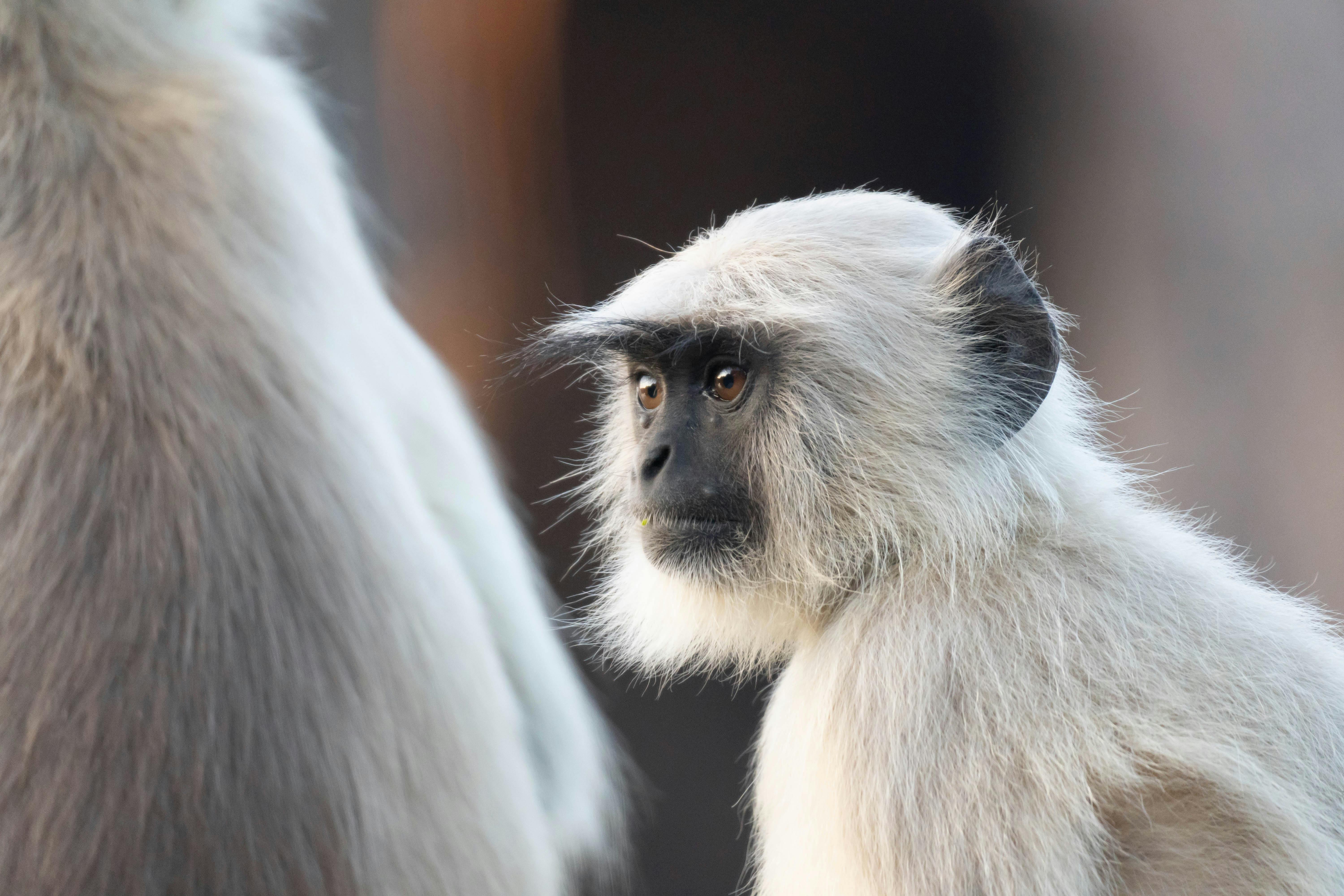 Affe im Ranthambore National Park