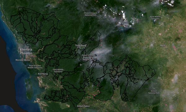 GIF from Global Forest Watch, showing tree loss cover in the areas surrounding Southern Cardamom forest since 2000
