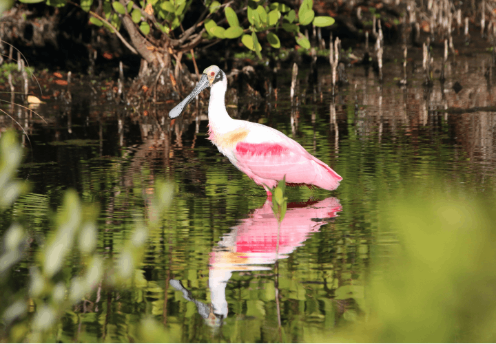 Photo of a pink bird in water next to mangroves.