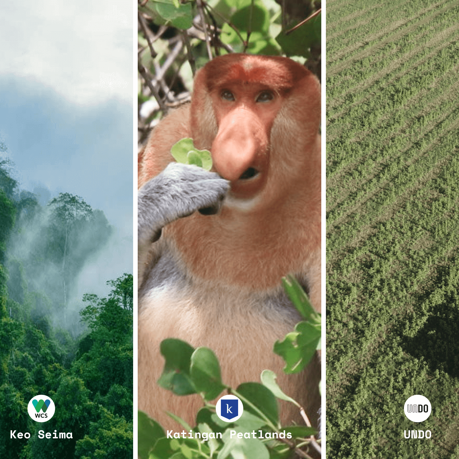 Protecting peatlands, improving data for forestry monitoring, and other updates from Lune’s carbon projects