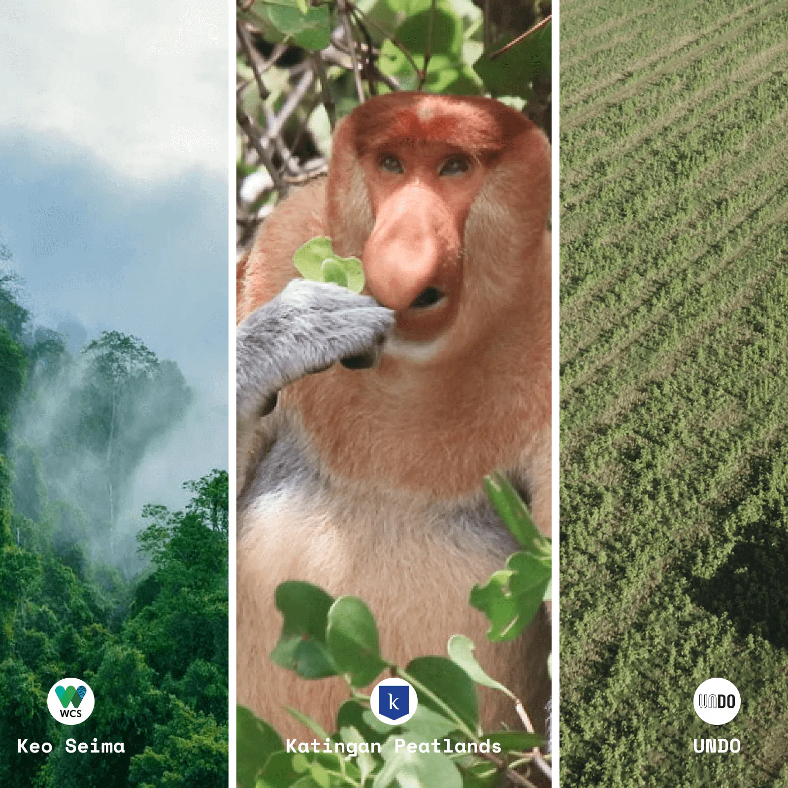 Protecting peatlands, improving data for forestry monitoring, and other ...