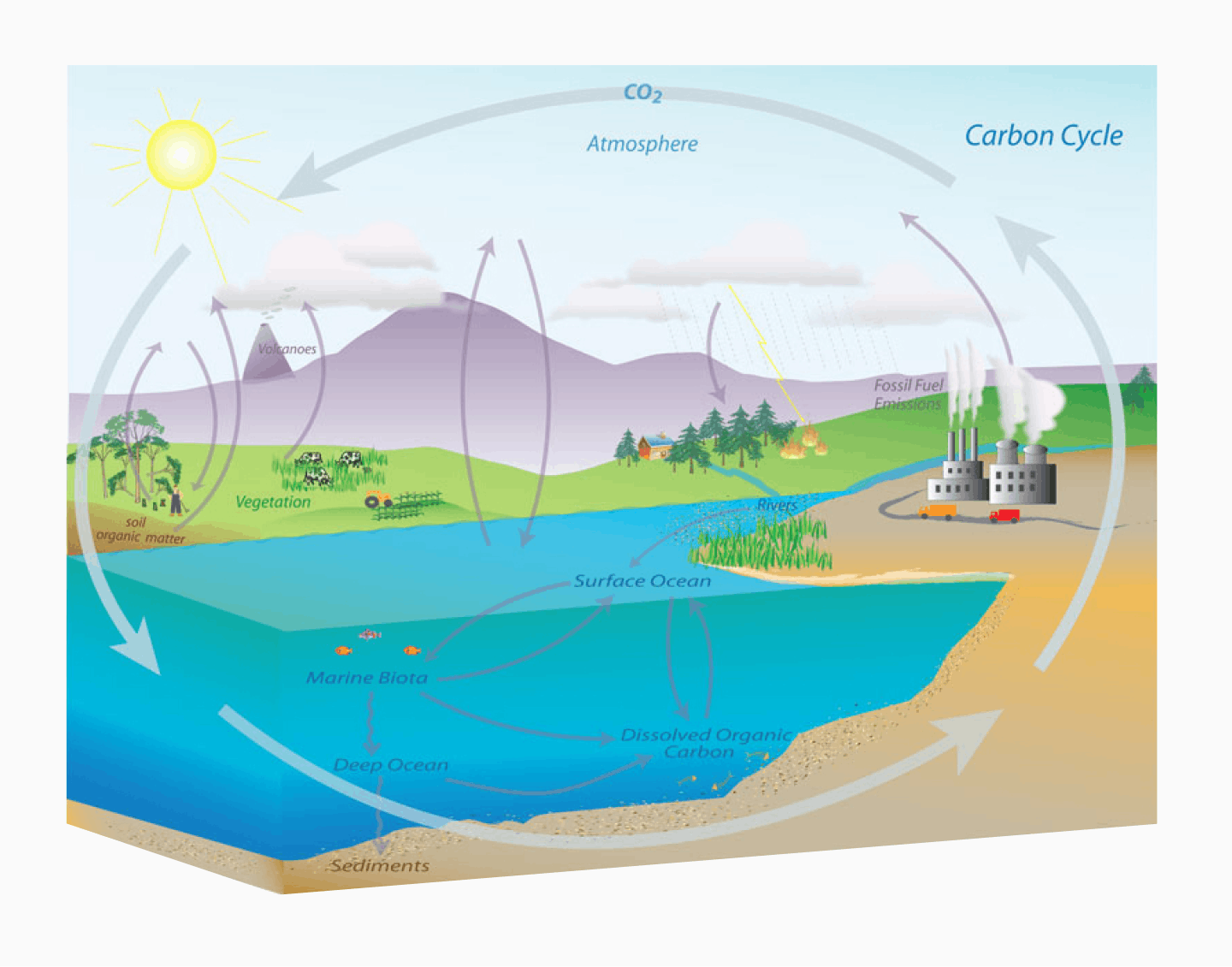 The carbon cycle