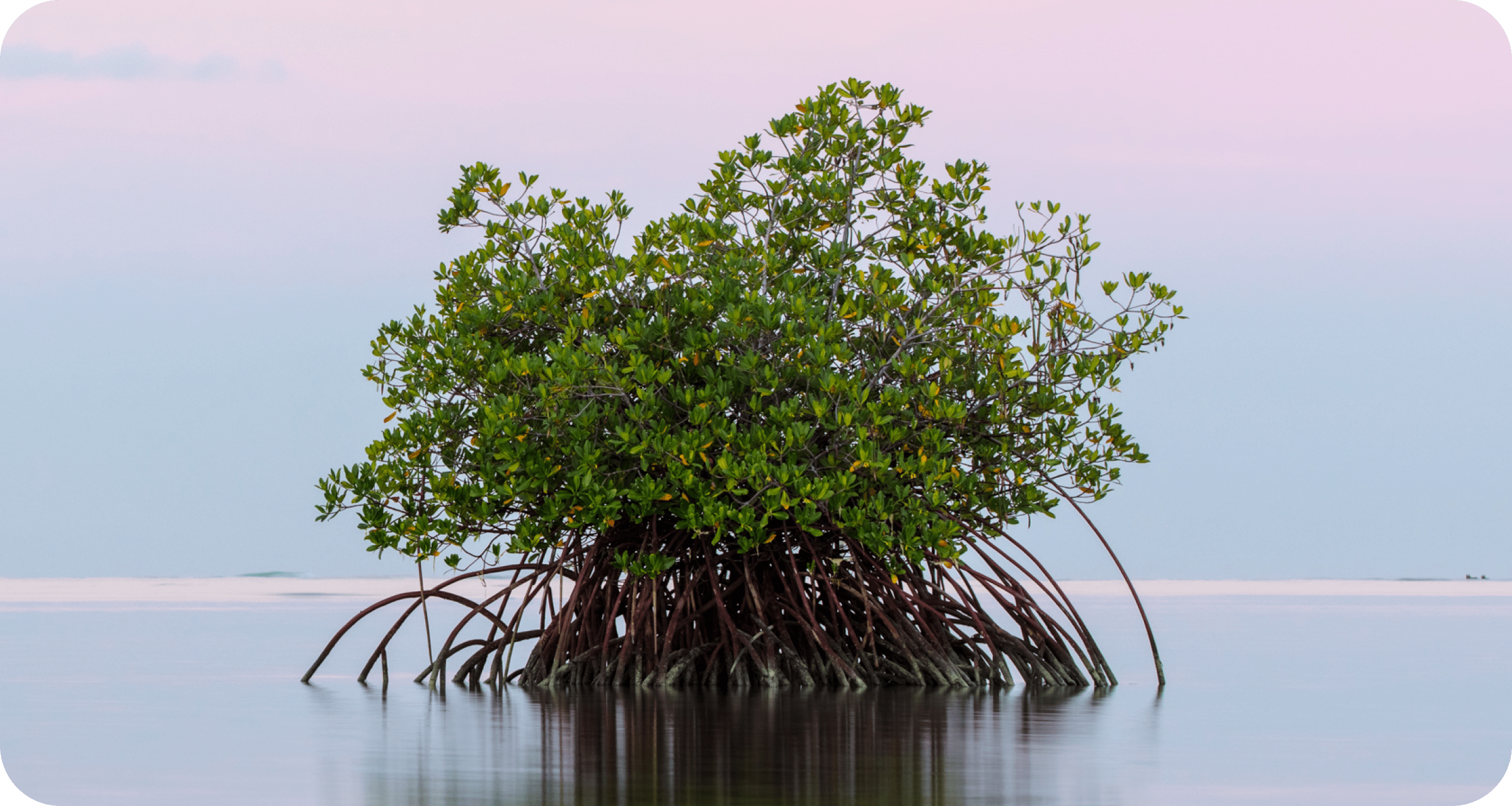 A mangrove plant at sunset