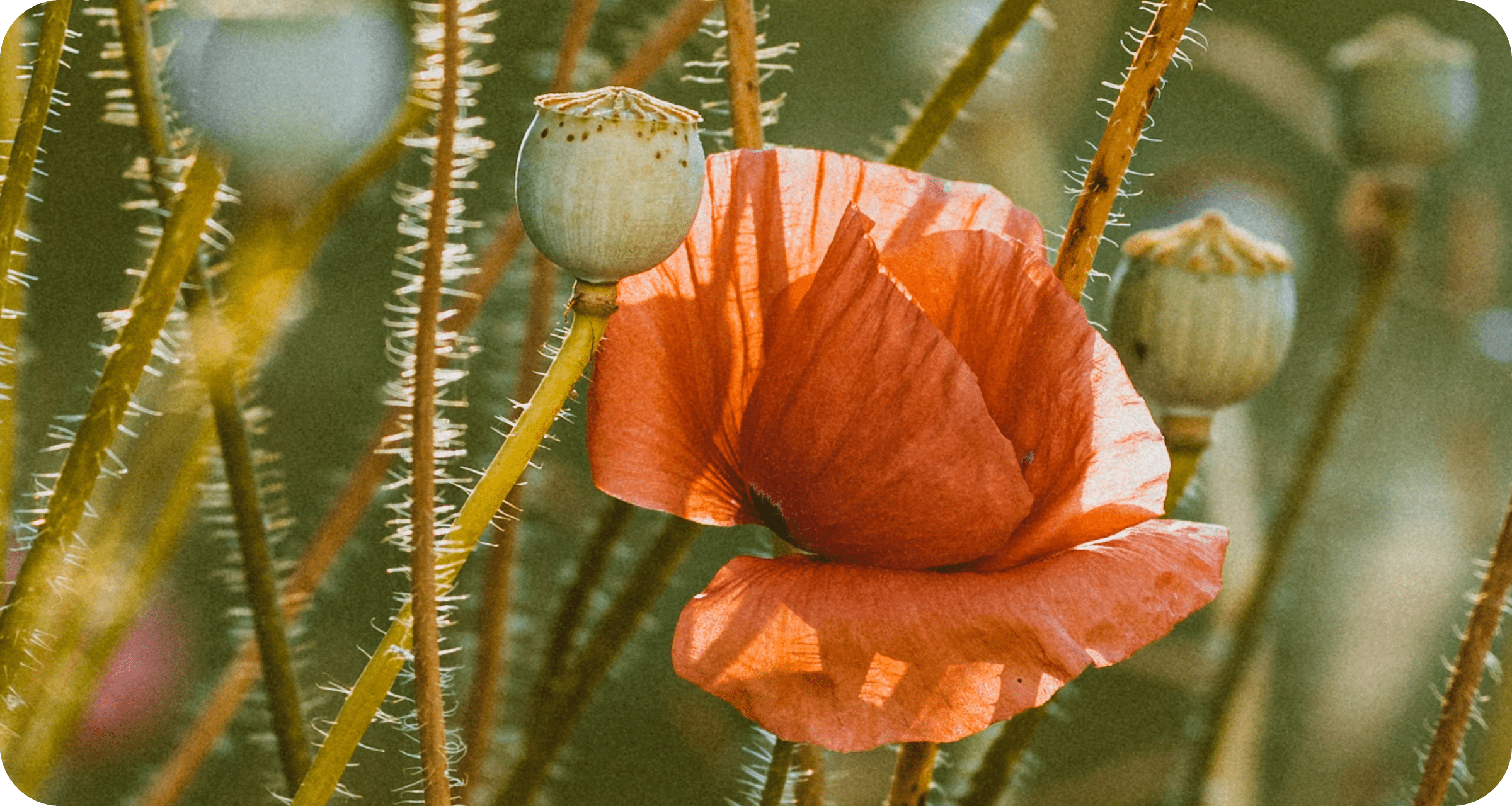Photo of a red poppy
