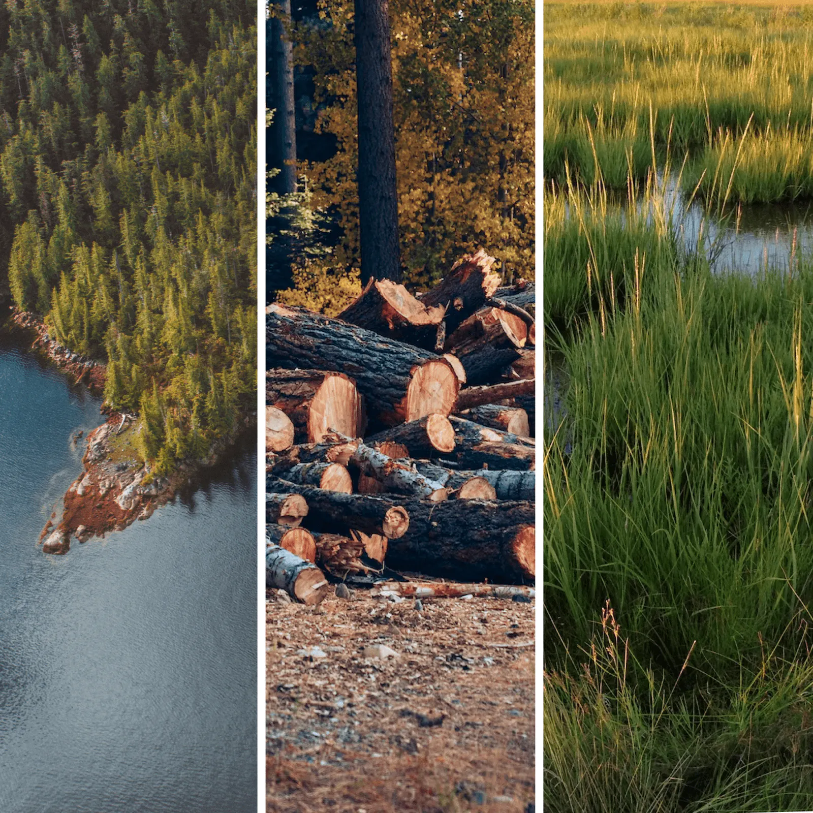 Nature-based solutions, explained