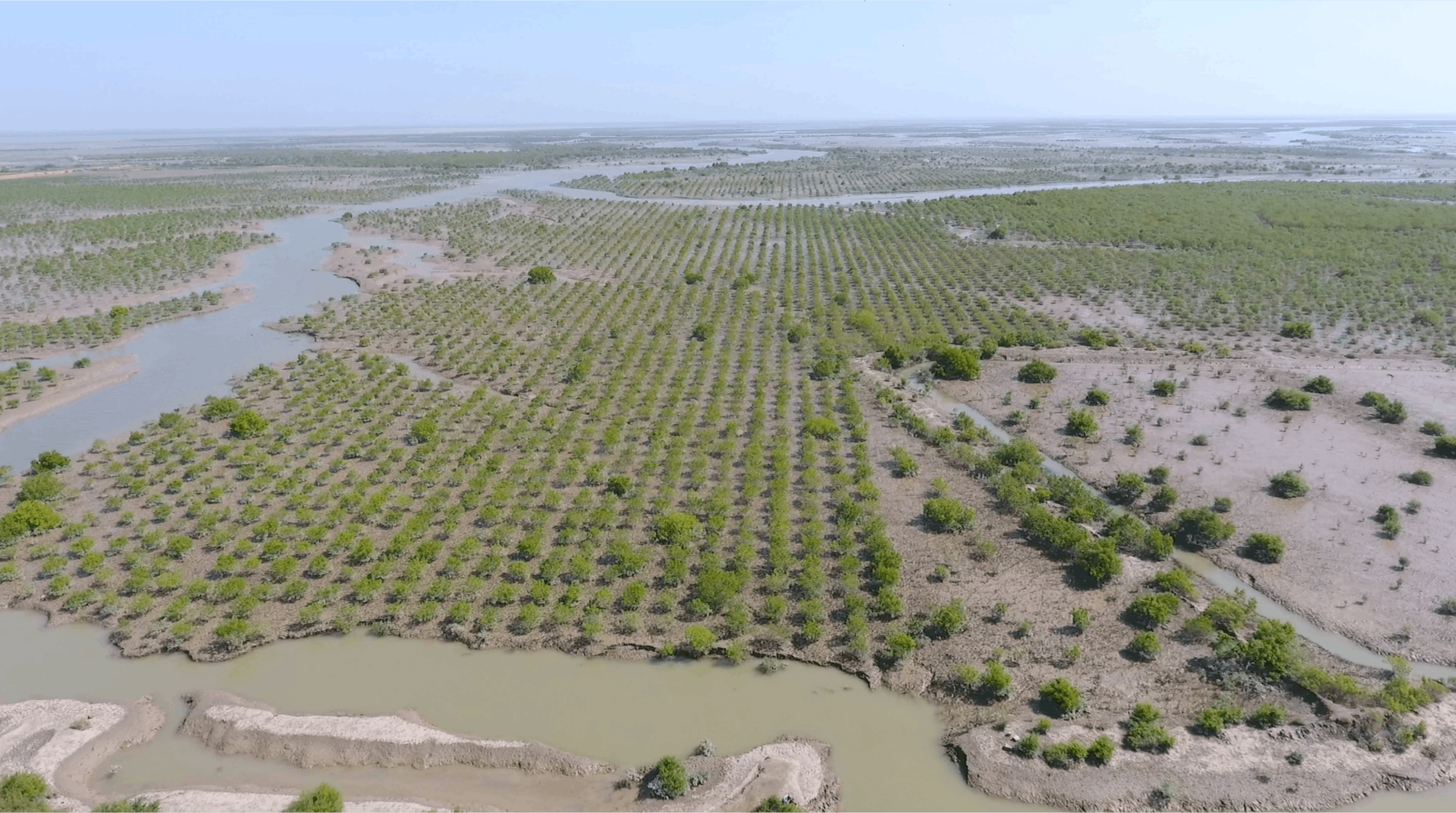 Photo showing the Mangroves in the Indus Delta. Credit: Delta Blue Carbon