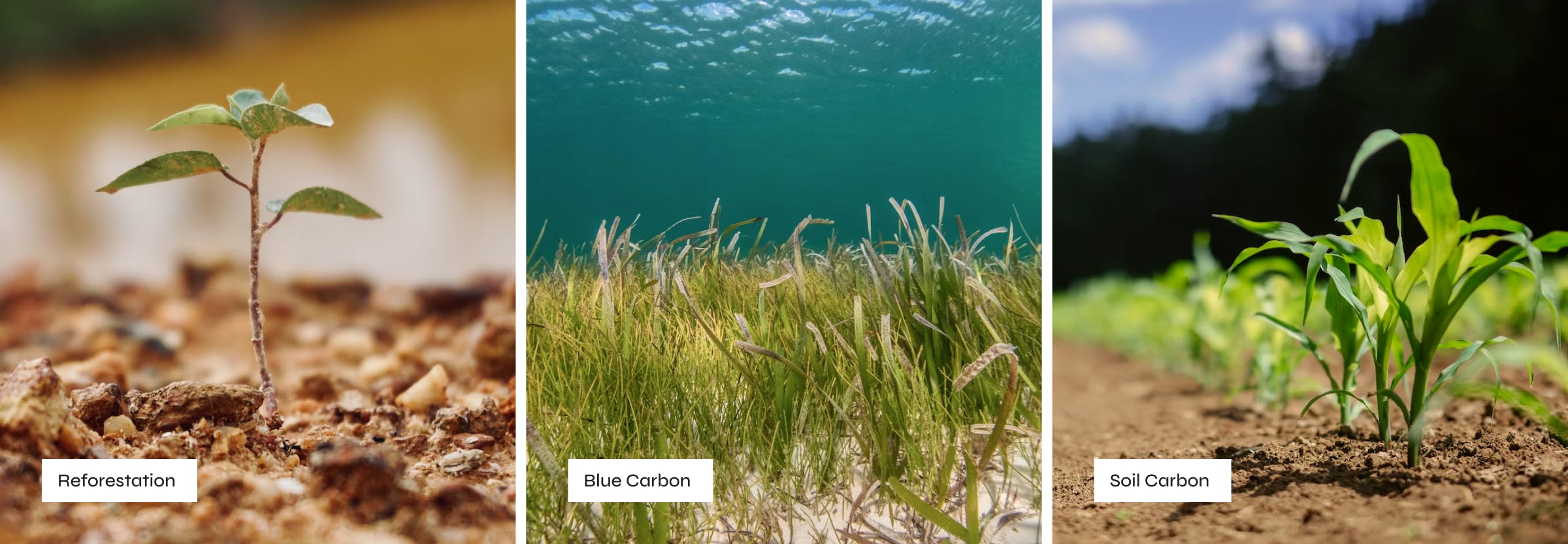 Series of 3 photos showing: reforestation, blue carbon, soil carbon