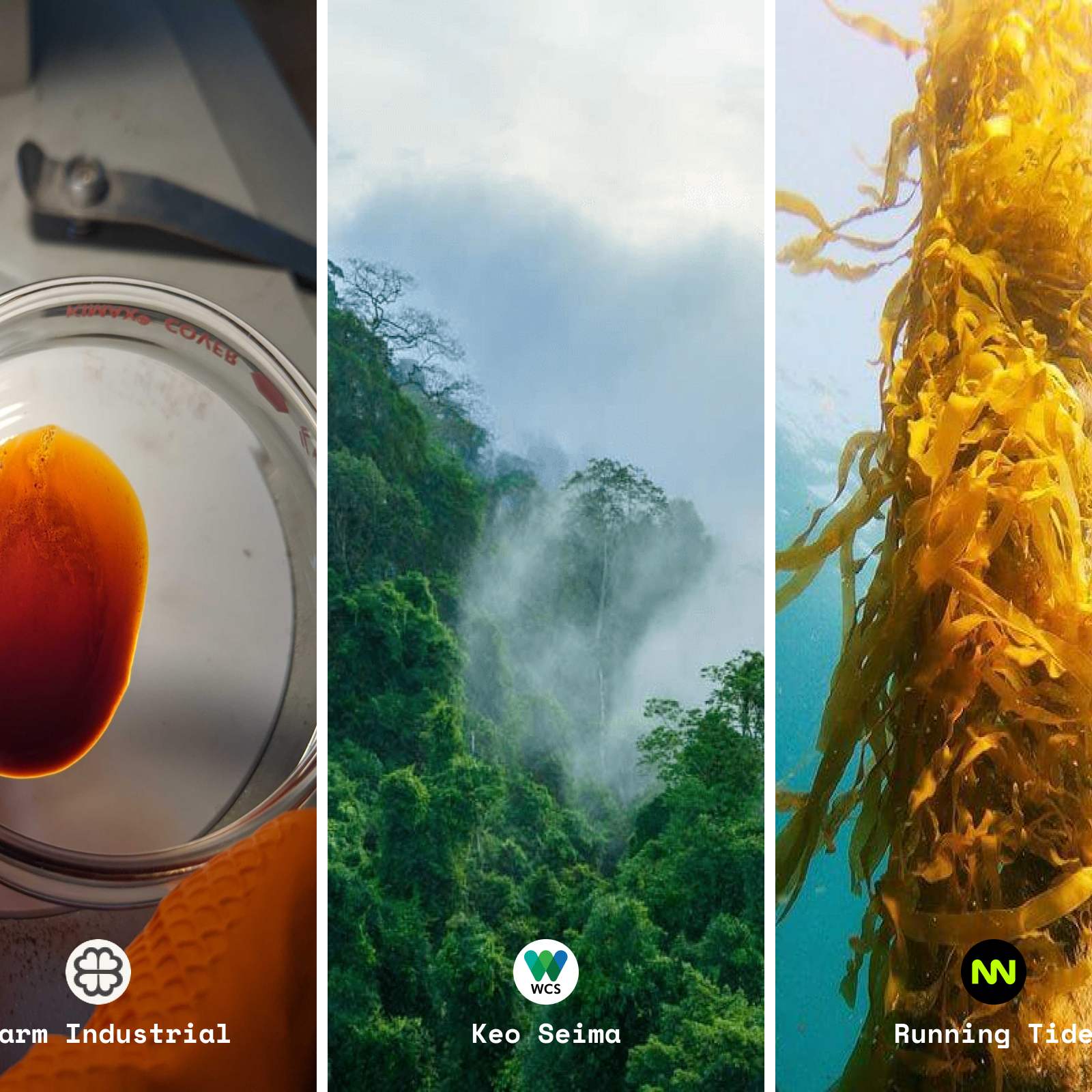 Female leadership in forest conservation, new sites for carbon capture and other updates from Lune’s carbon projects