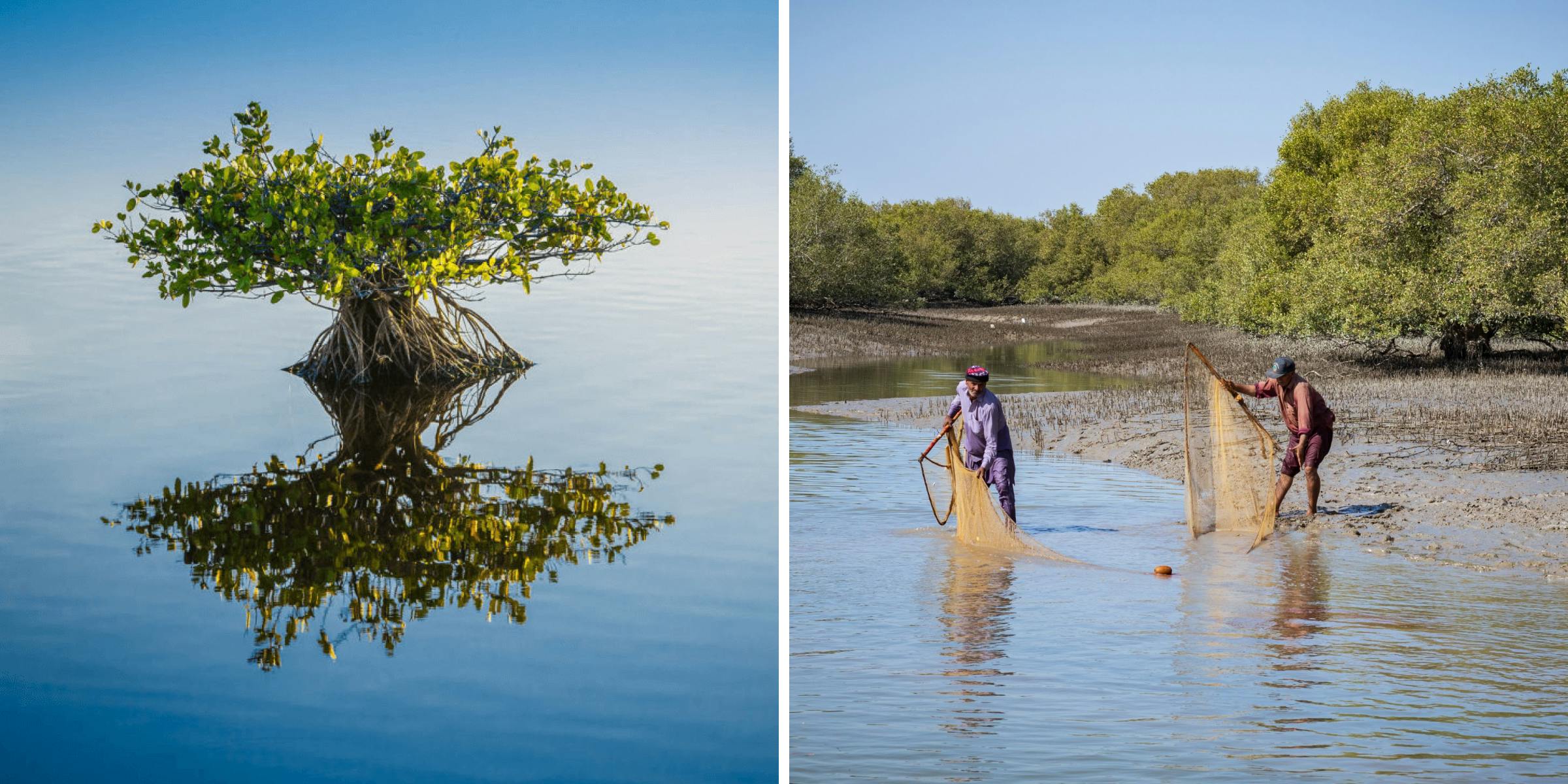 Delta Blue Carbon images – a mangrove restoration project