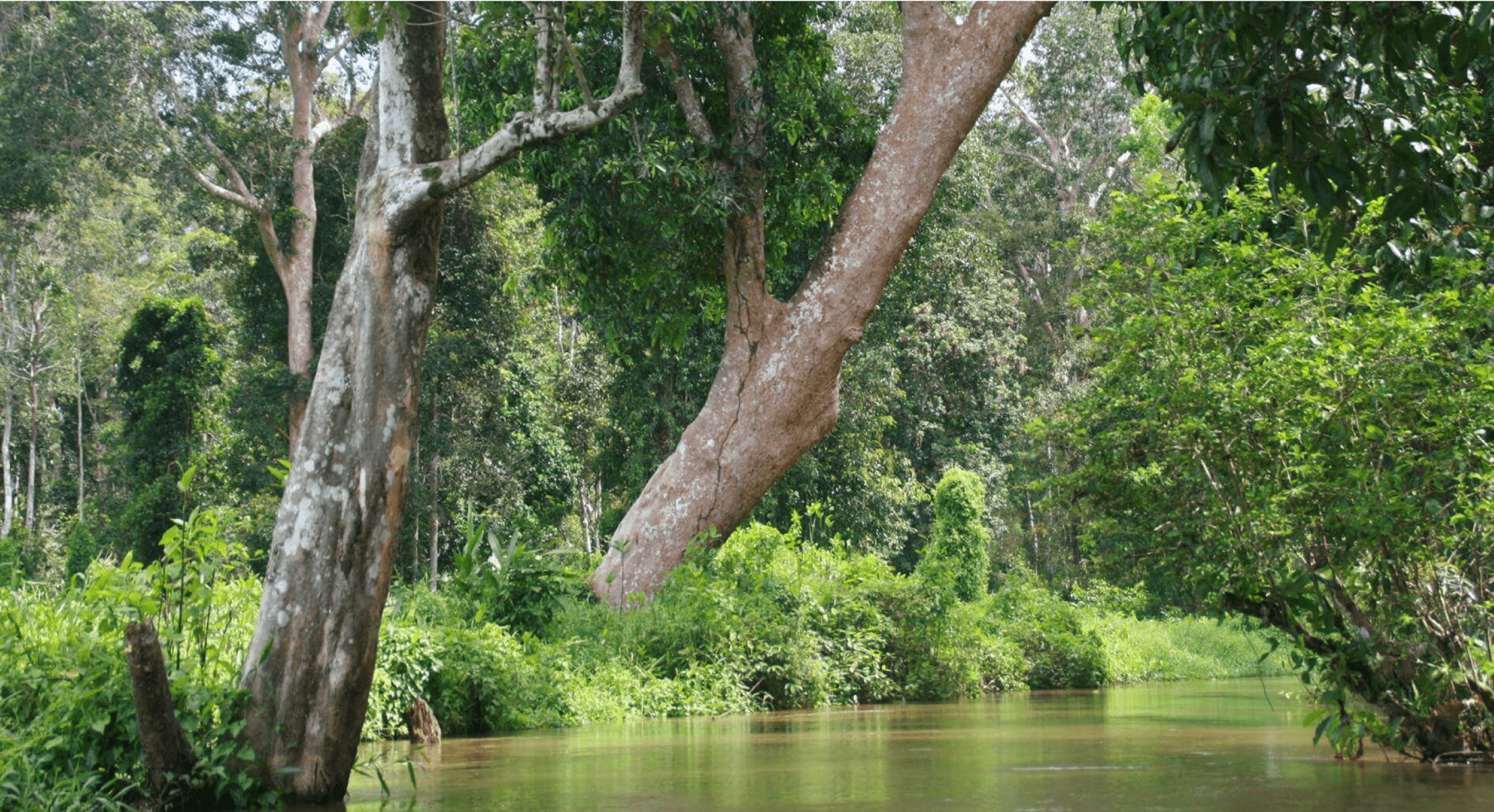 River and trees at Rimba Raya forest conservation project