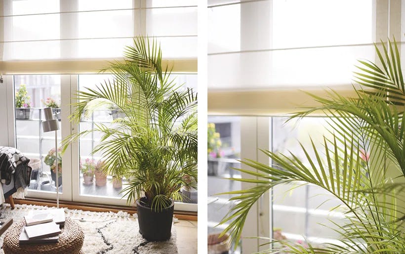 Planter og intelligente liftgardiner i gjennomsiktig lin-look