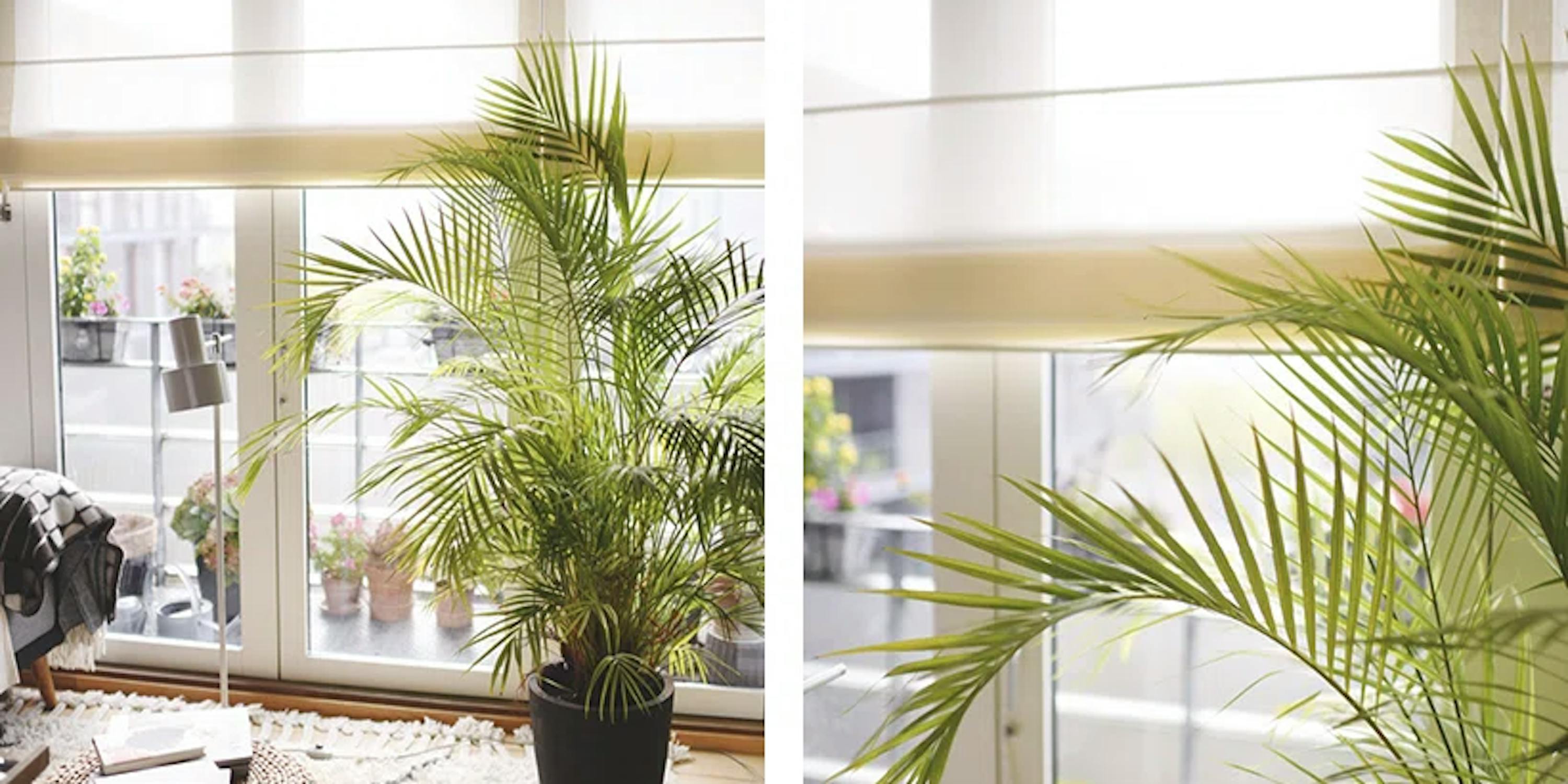 Planter og intelligente liftgardiner i gjennomsiktig lin-look