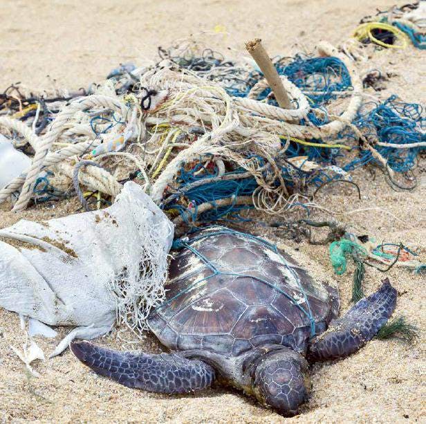 Tortue entourée de déchets plastiques