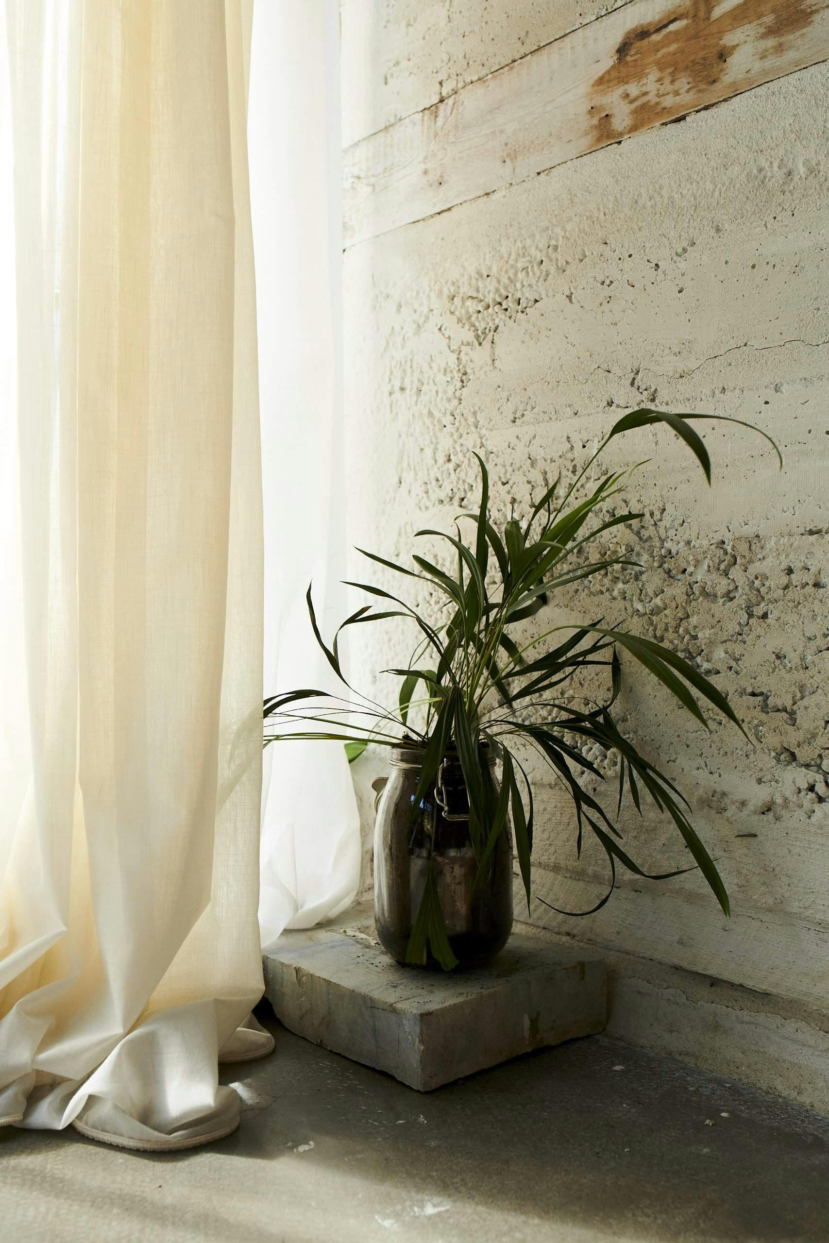 sheer curtains in living room next to green leafy plant