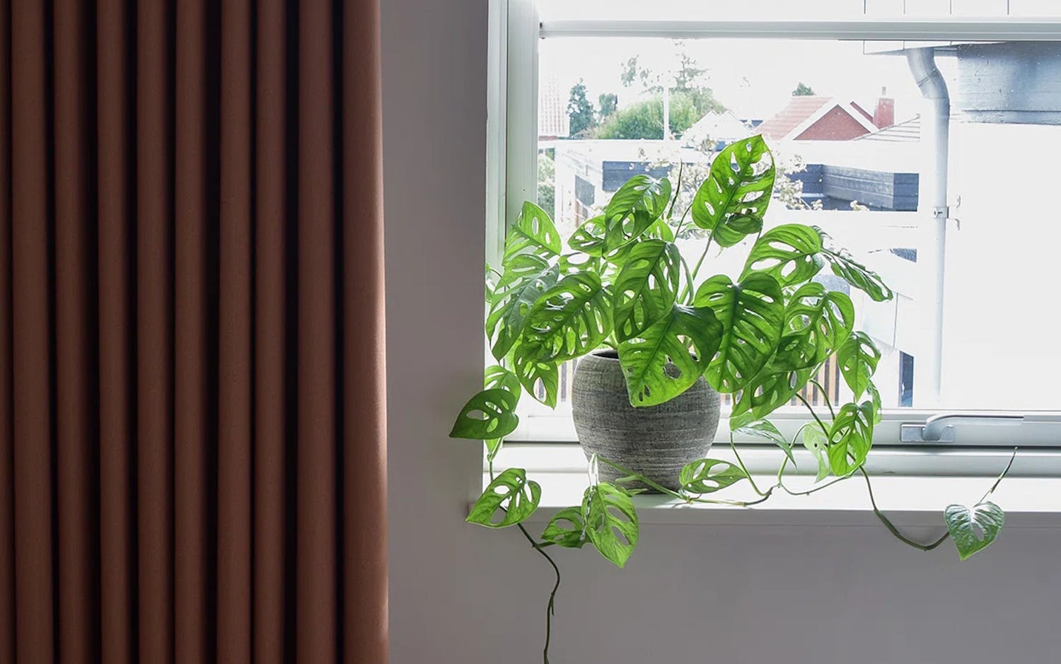 En krukväxt med gröna blad med hål, liknande en Monstera, står på en fönsterbräda. Bakom växten syns ett fönster med utsikt över byggnader och grönska. Till vänster hänger bruna gardiner.