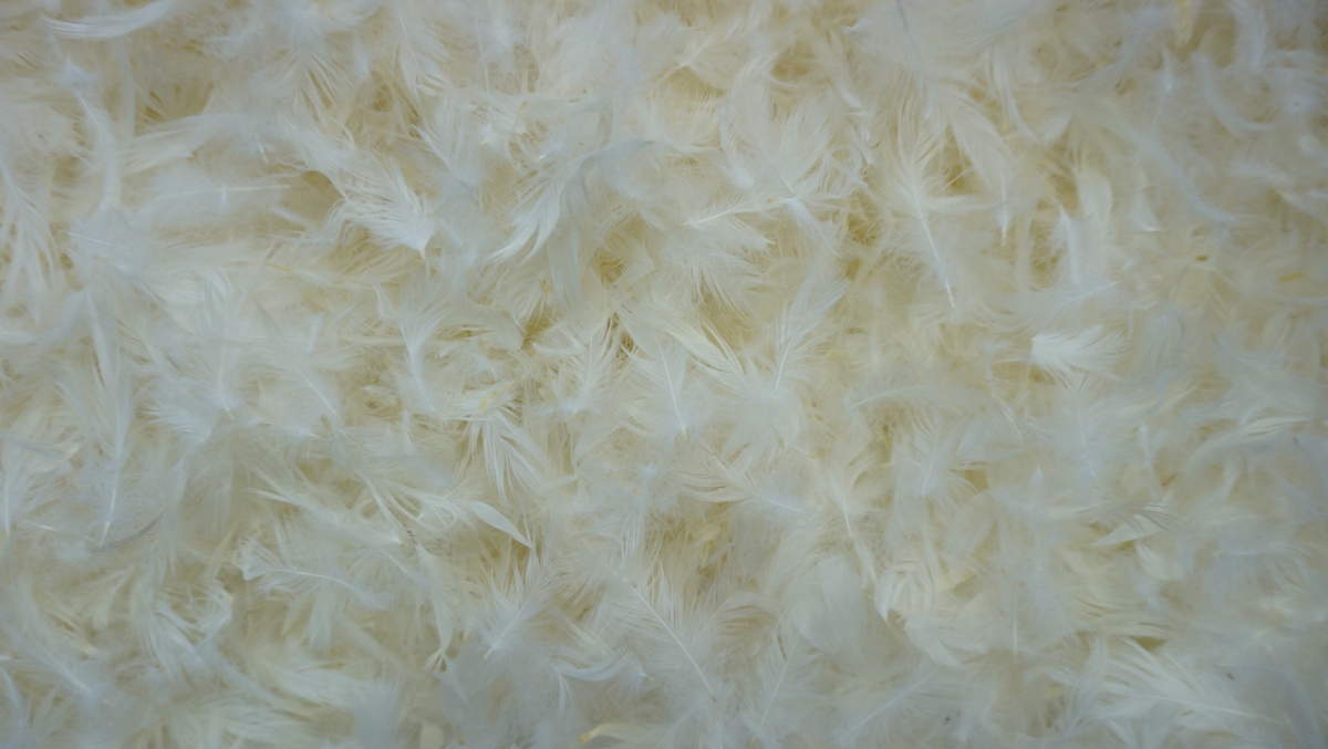 Feather sofa filling