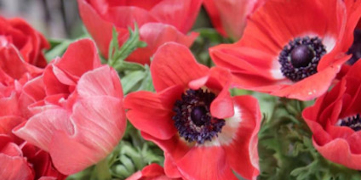 Anemone - Types of Winter Flowers & Plants for your Home