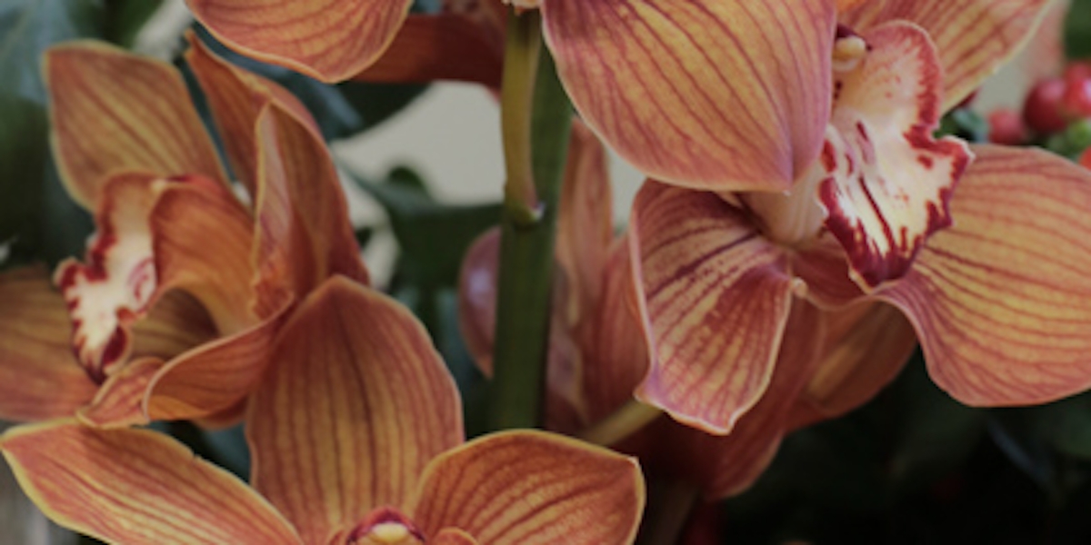 Cymbidium Orchid - Types of Winter Flowers & Plants for your Home