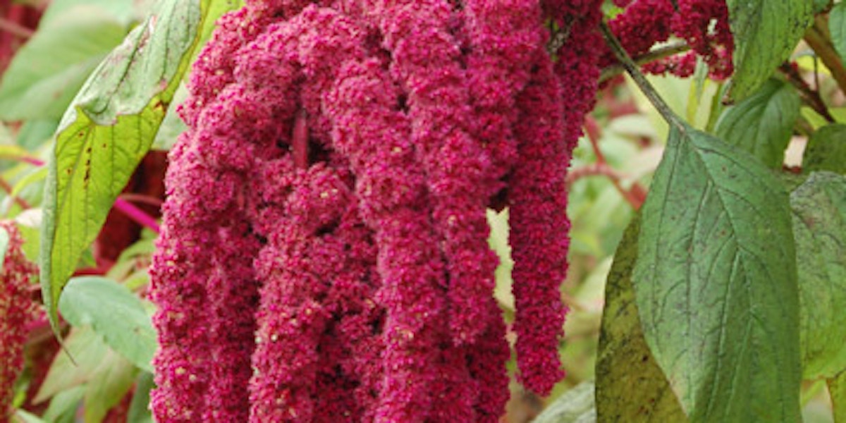 Amaranthus – Types of Winter Flowers & Plants for your Home – LuxDeco.com Style Guide
