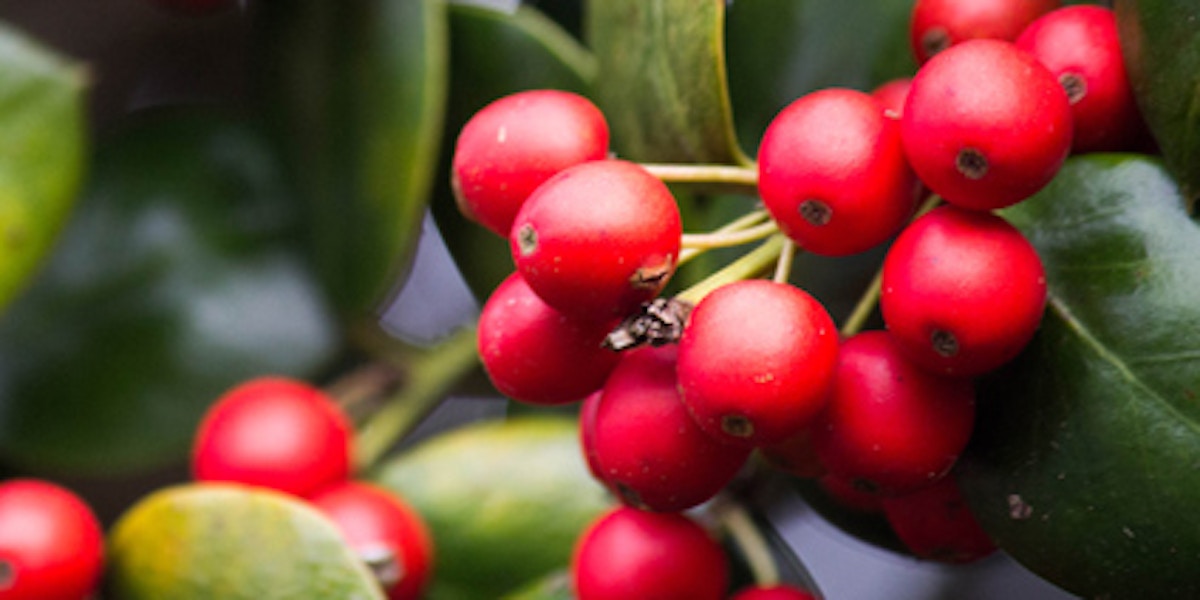 Berries - Types of Winter Flowers & Plants for your Home