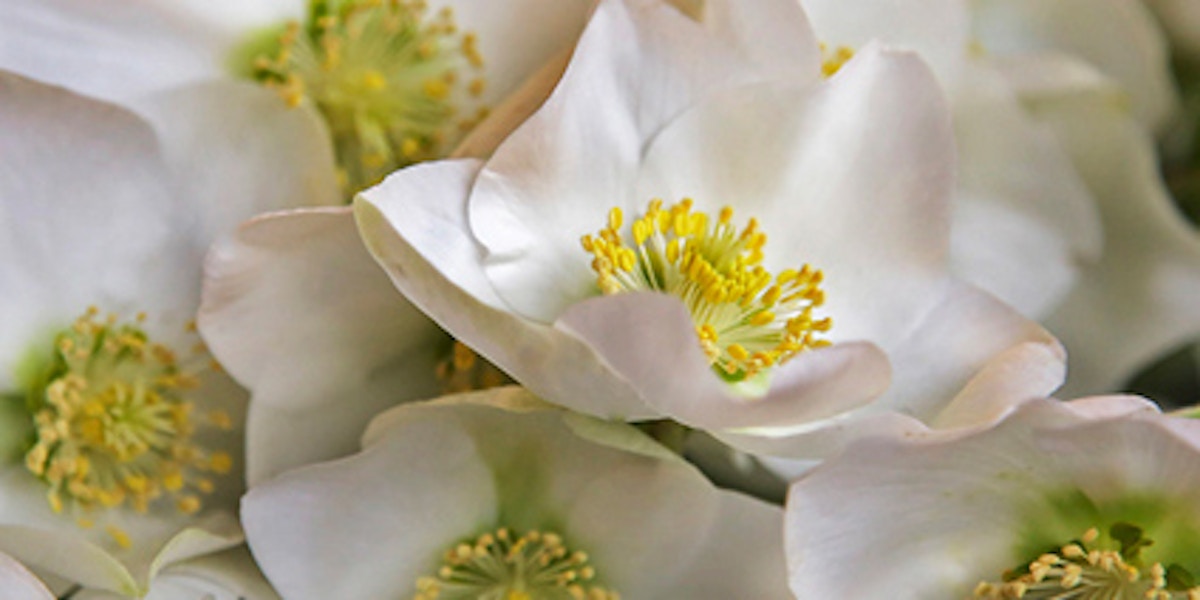 Hellebore - Types of Winter Flowers & Plants for your Home