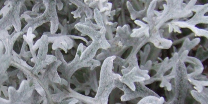 Foliage - Types of Winter Flowers & Plants for your Home