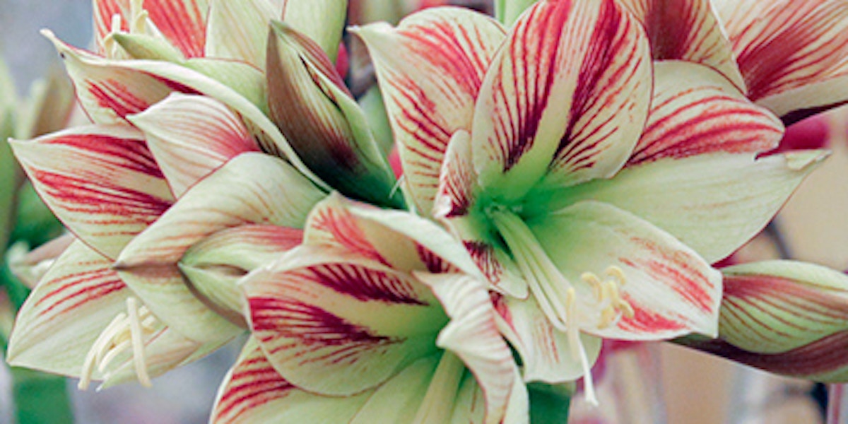 Amaryllis – Types of Winter Flowers & Plants for your Home – LuxDeco.com Style Guide
