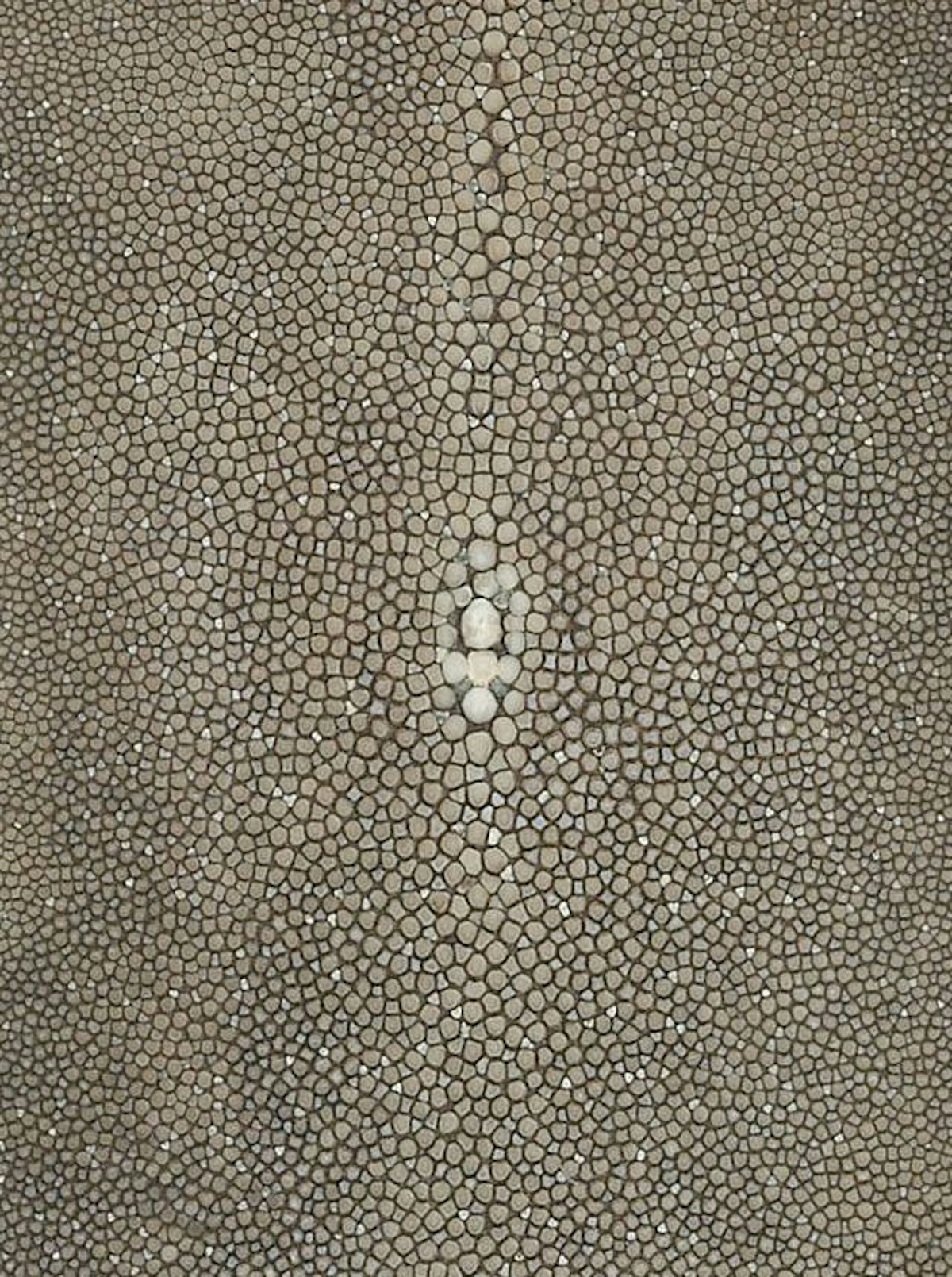 Shagreen Defined - What is Shagreen - LuxDeco.com Style Guide