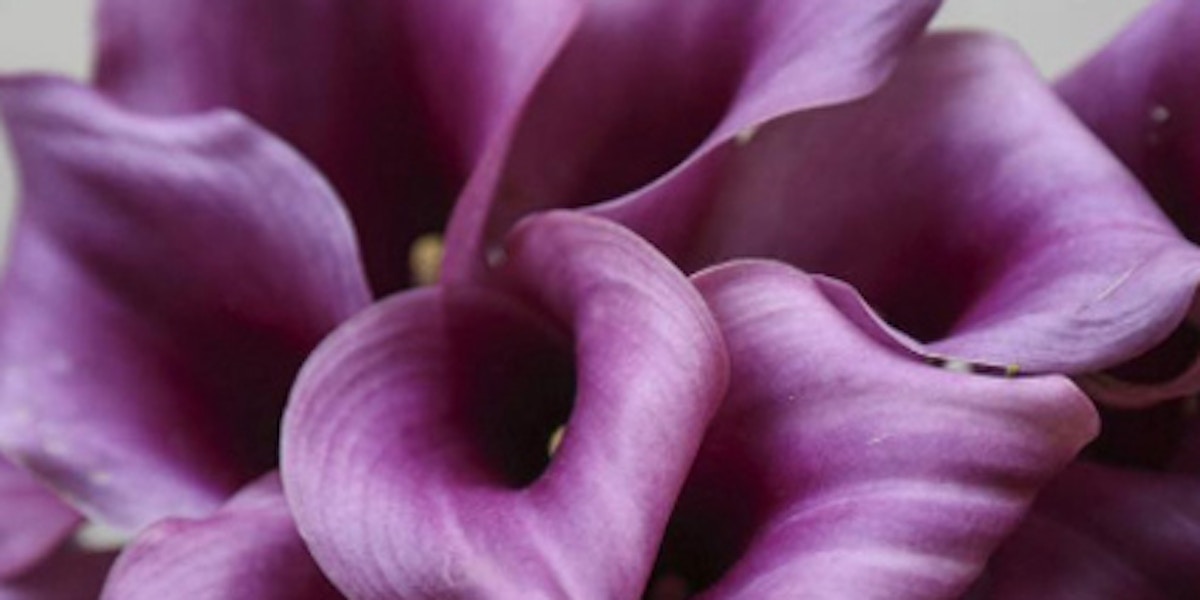 Calla Lily - Types of Winter Flowers & Plants for your Home