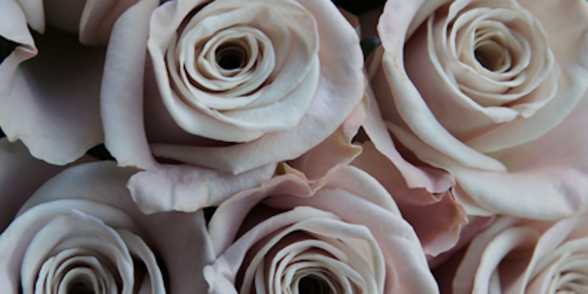 Rose - Types of Winter Flowers & Plants for your Home