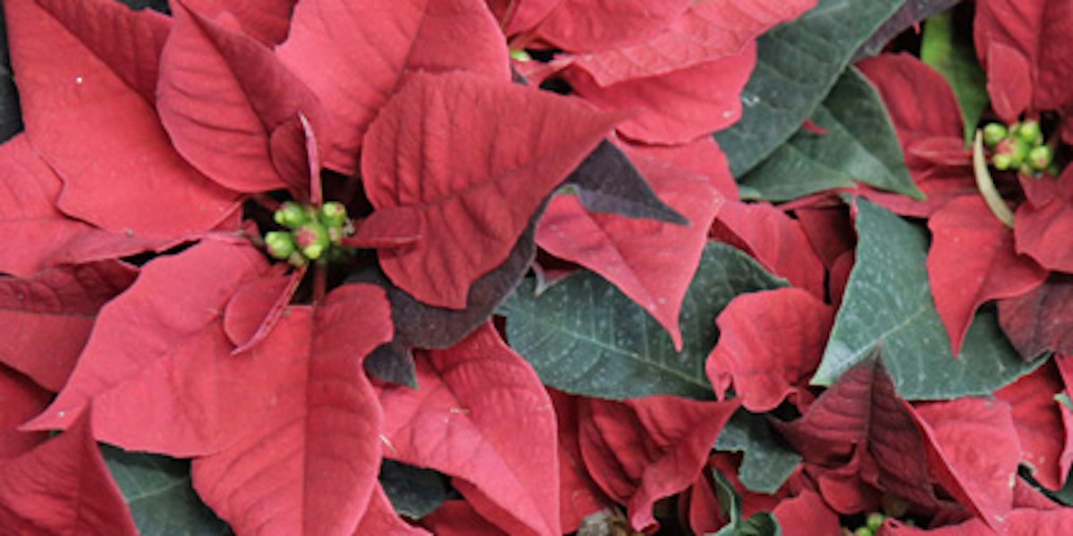 Poinsettia - Types of Winter Flowers & Plants for your Home