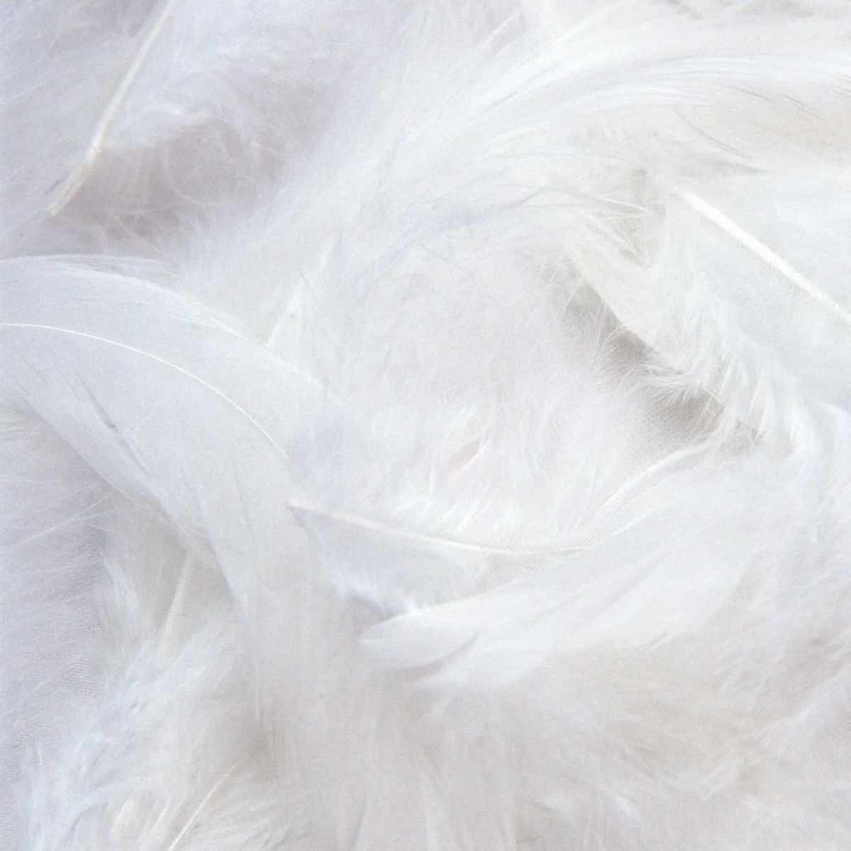 Close up of feather filling sofa stuffing