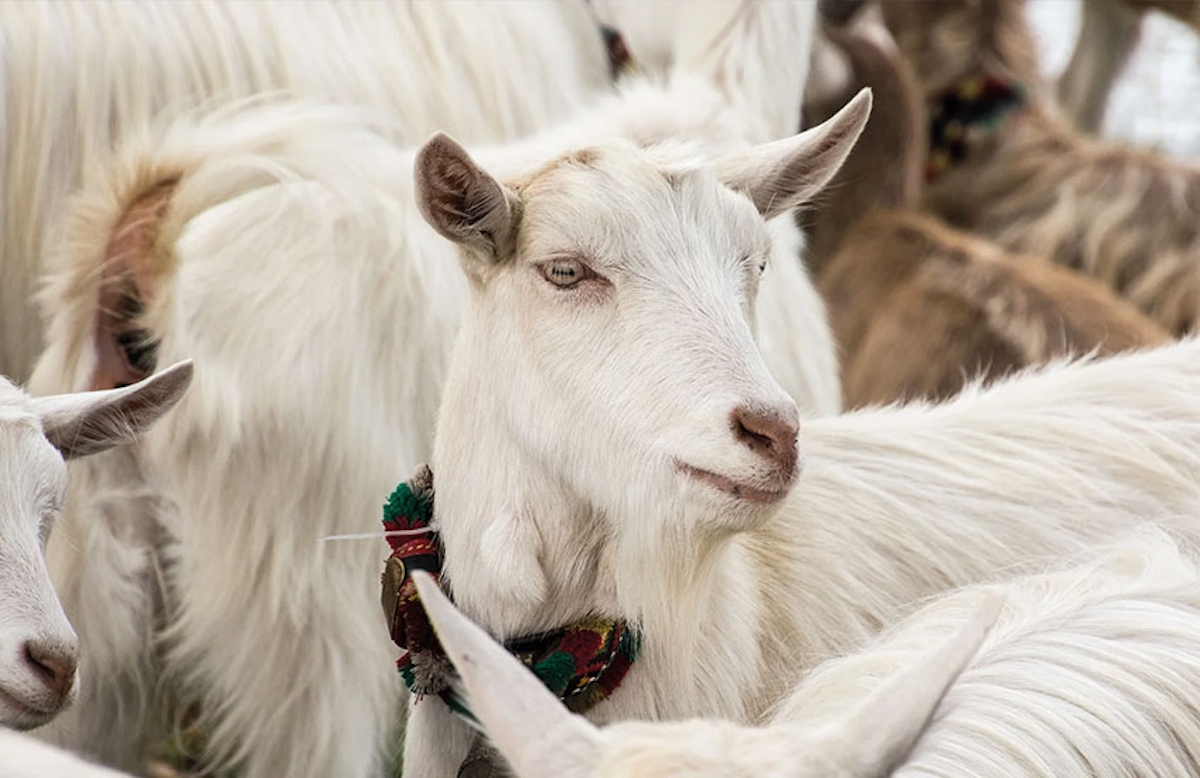 Why Invest in Cashmere? | LuxDeco.com | Arch4 Cashmere Goat