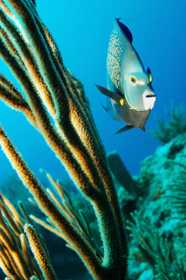 Sea fishing
