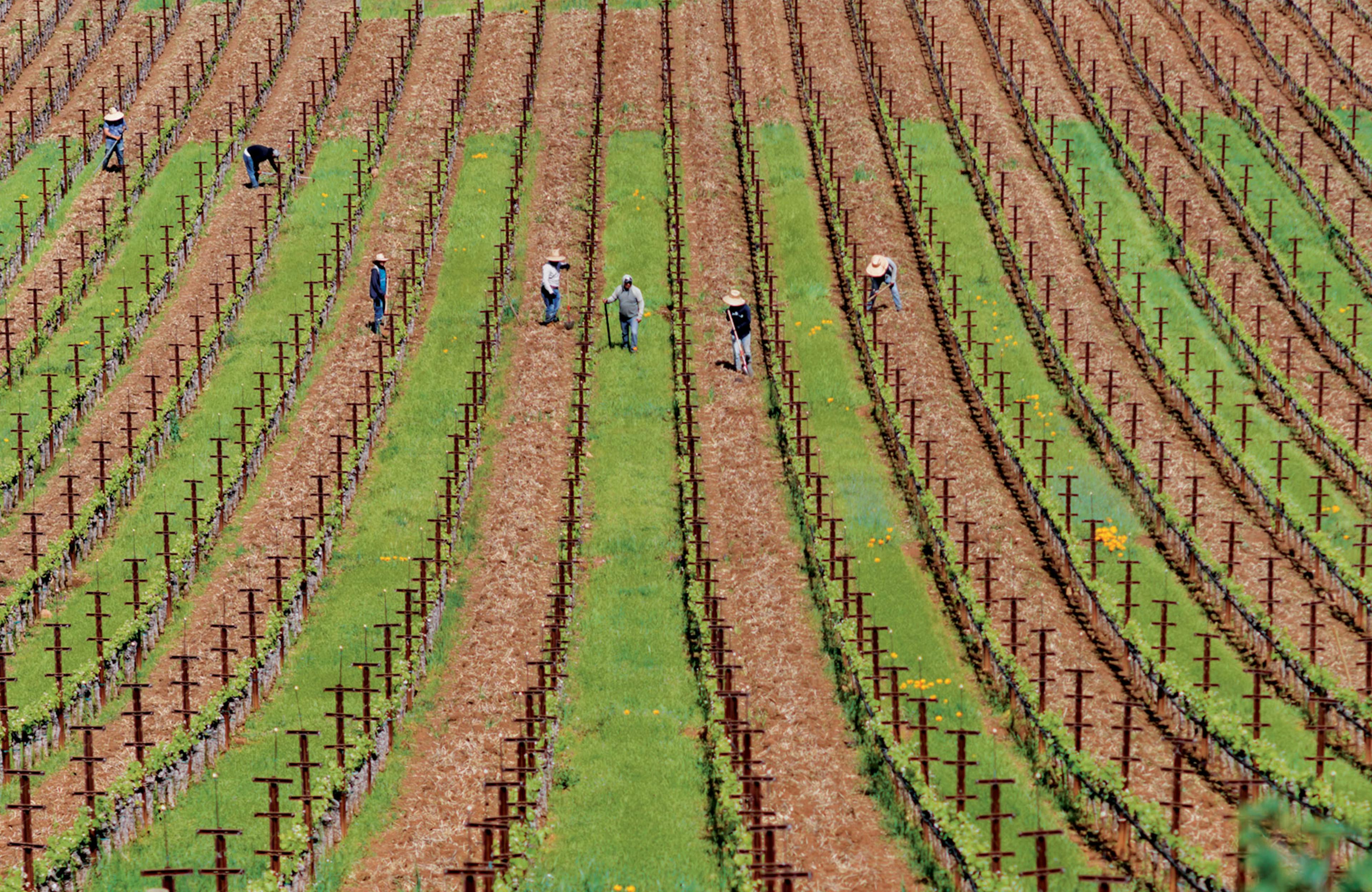 Vineyard work at IX Estate © Colgin Cellars