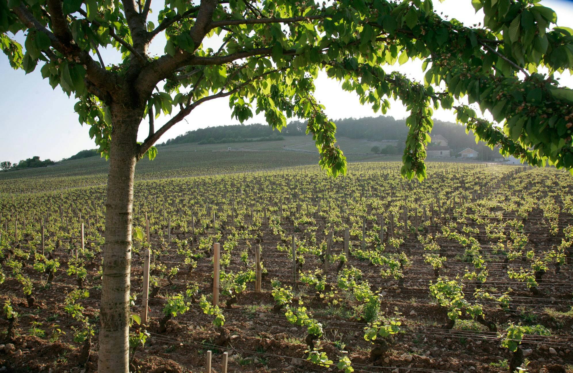 春のブドウ © JL Bernuy