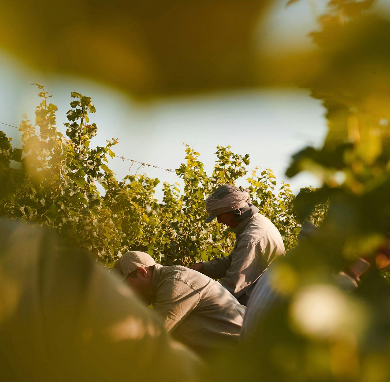 Harvest © Chandon China