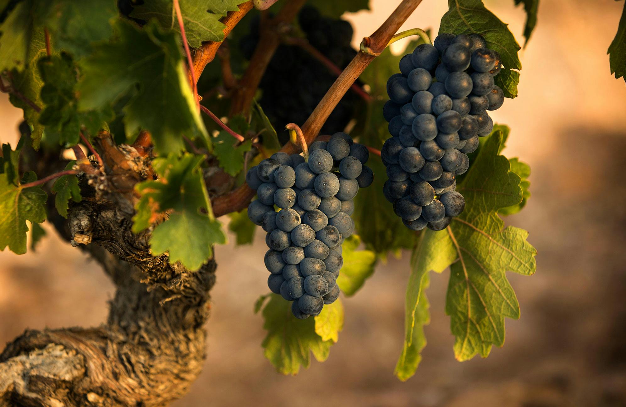 ヌマンシア エステートのブドウ