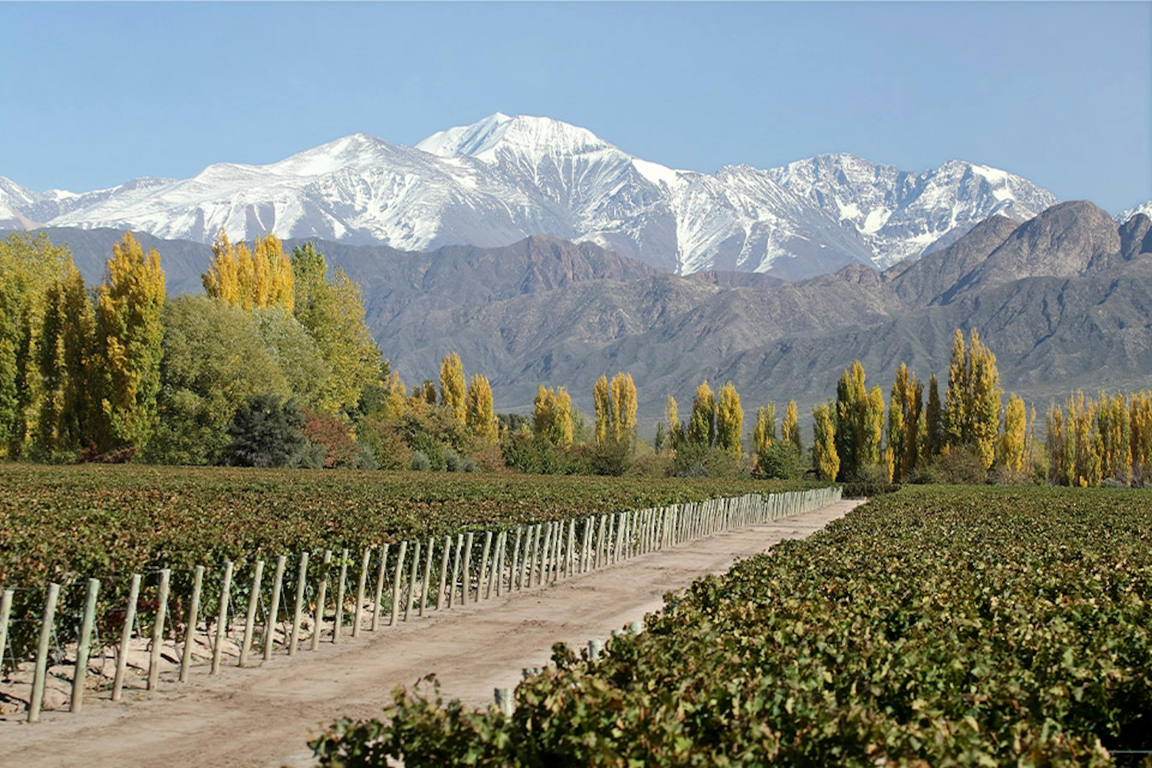 Terrazas de los Andes’ Las Compuertas vineyard, planted in 1929 © Terrazas de los Andes