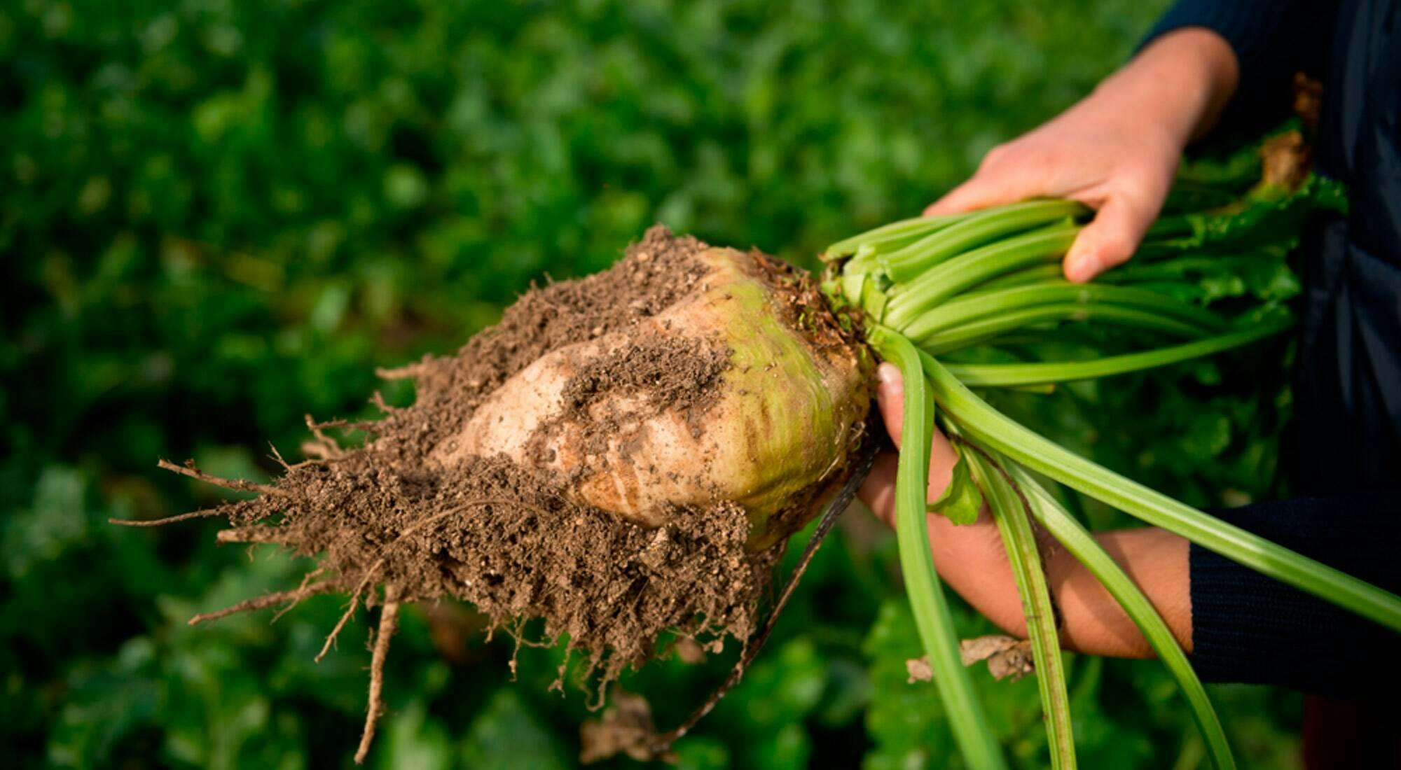 Cover - Parfums Christian Dior, Givenchy Parfums and Kenzo Parfums support French farmers from Cristal Union in the agroecological transition of the beetroot sector