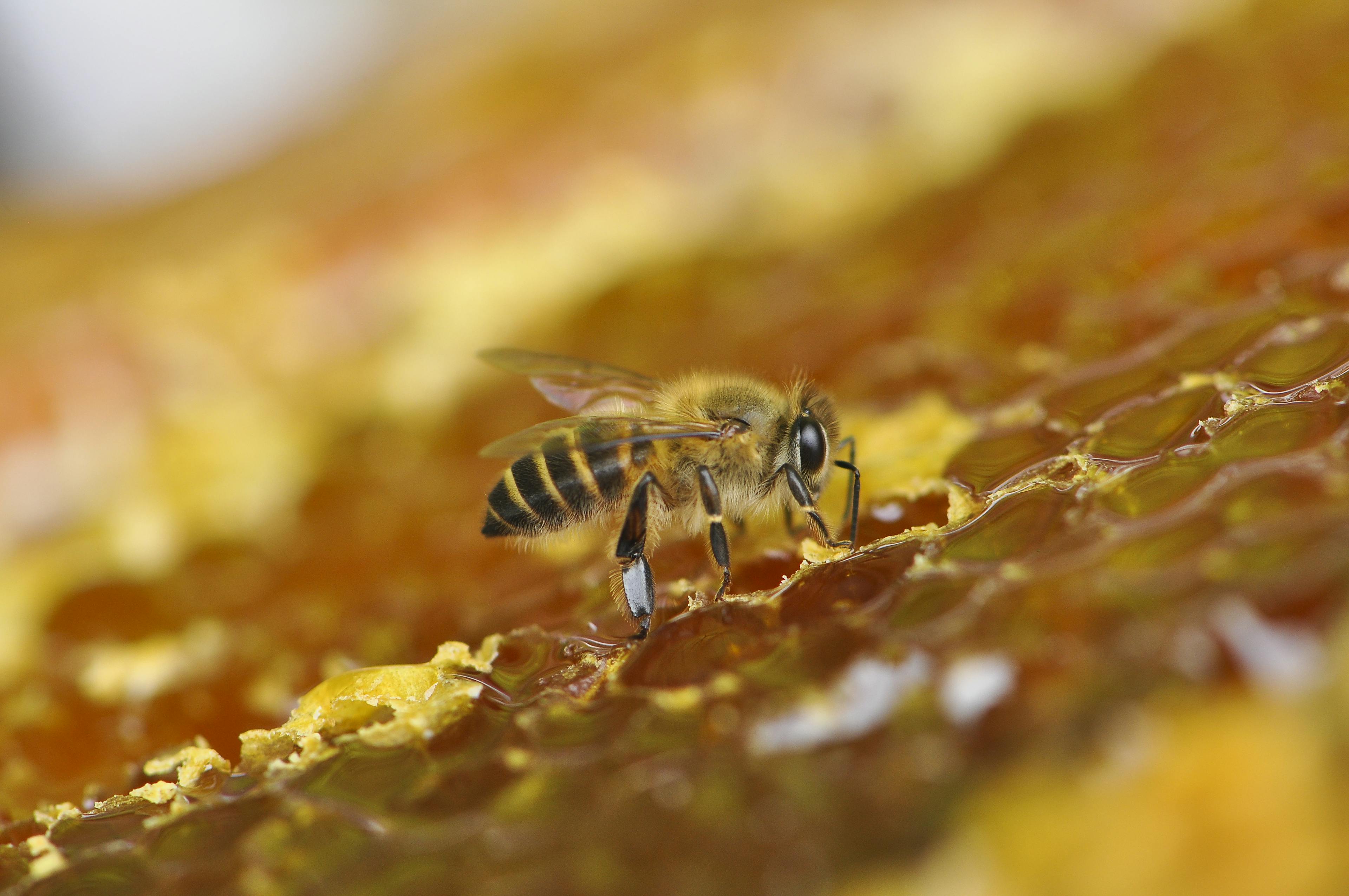 The bee, a source of inspiration and commitment for Guerlain.