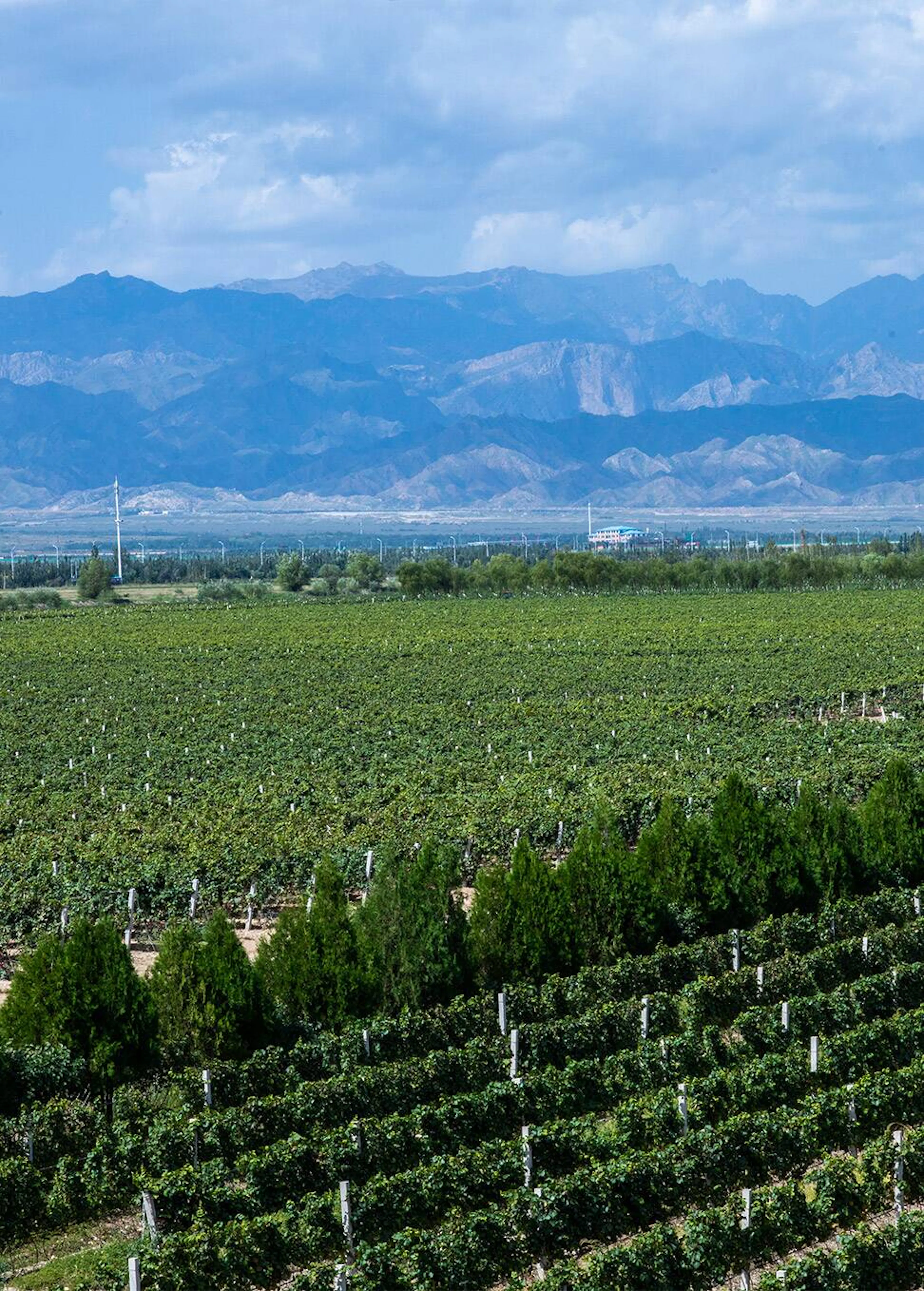 The Helan Mountain chain © Chandon China