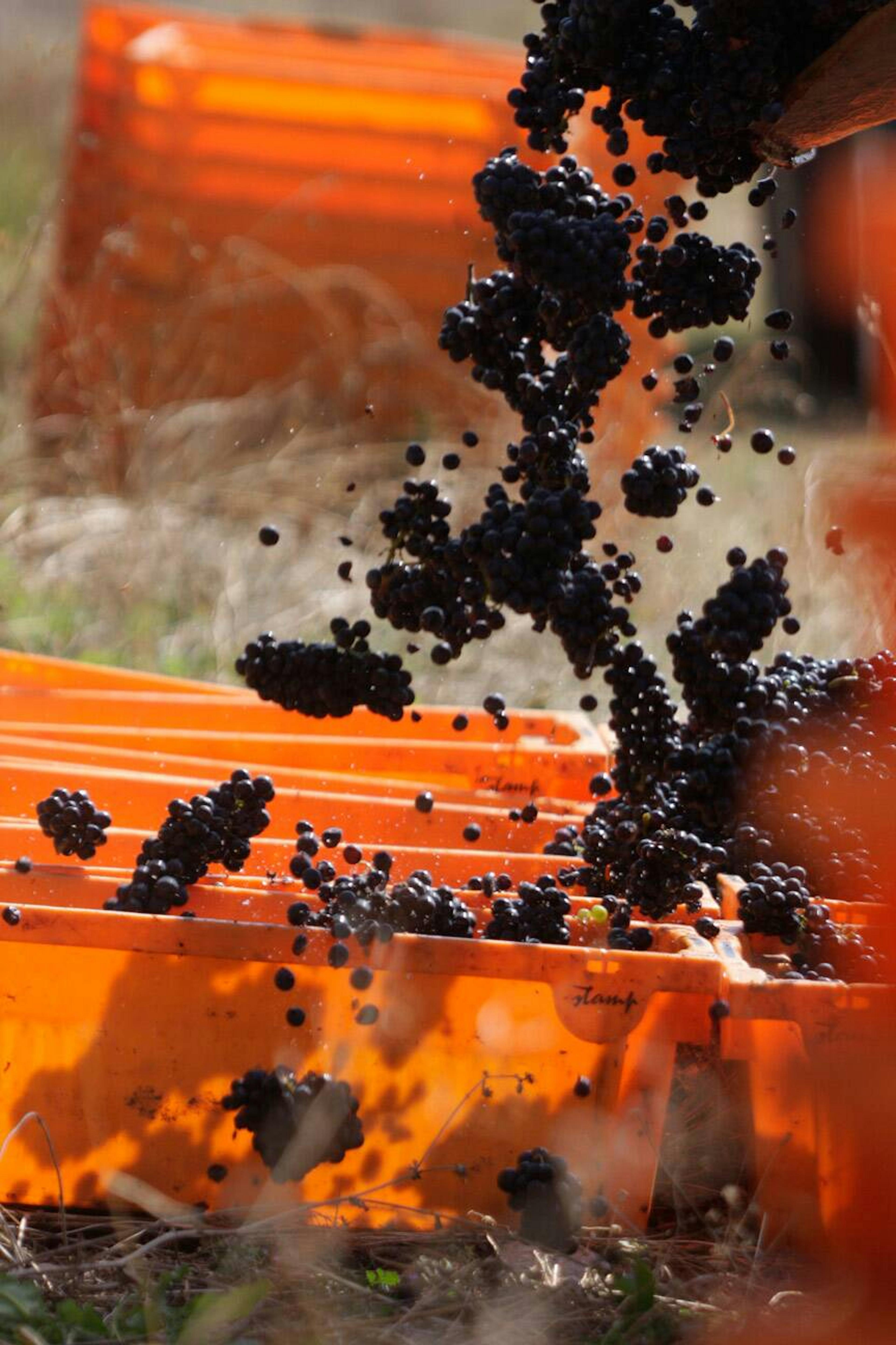 Wine harvest 2009 © JL Bernuy