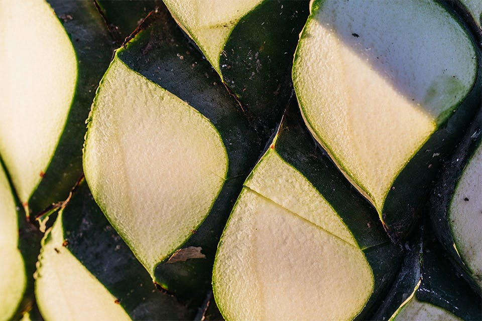 低地と高地の両方から、最高のアガベを選んでブレンドします。